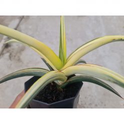 Sansevieria White Pearl, real gallery image #1 plants. Picture taken directly from kaktus.id community Sansevieria farmer green houses.