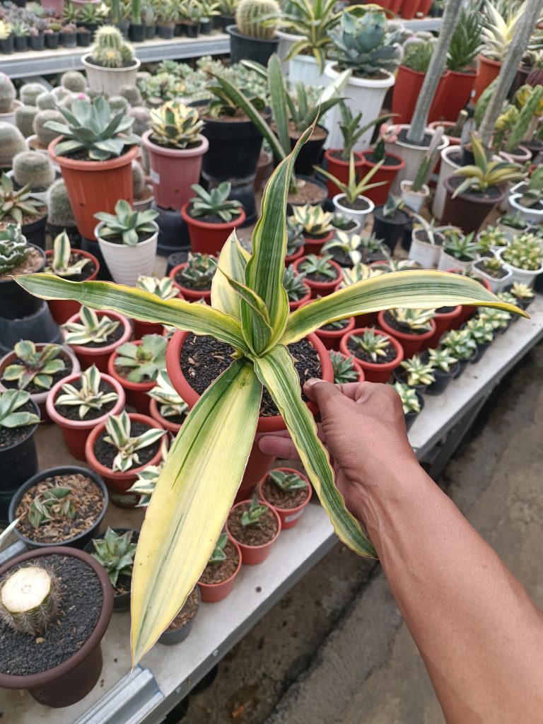 kaktus.id