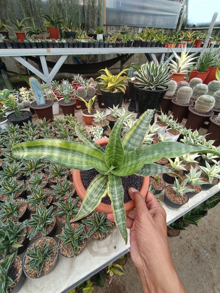 kaktus.id