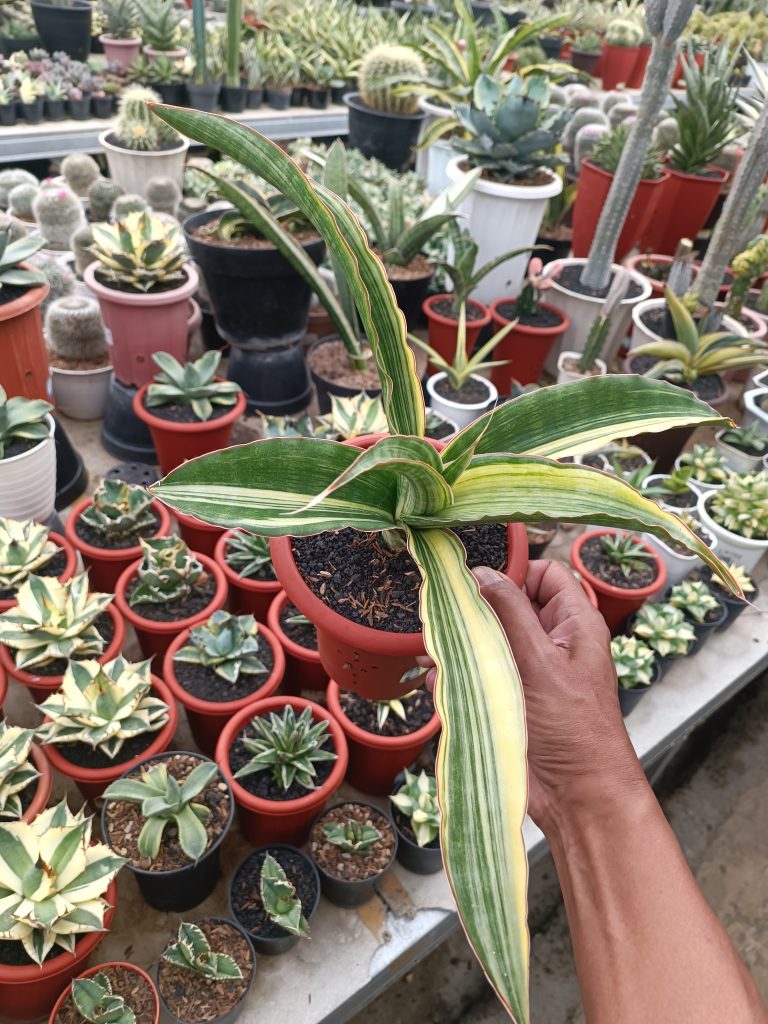 kaktus.id