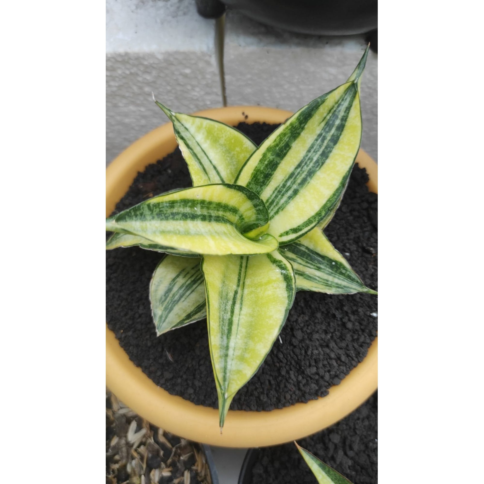 Sansevieria Ariella Variegated ( Good Quality ), real feature image plant. Picture taken directly from kaktus.id community Sansevieria farmer green houses.