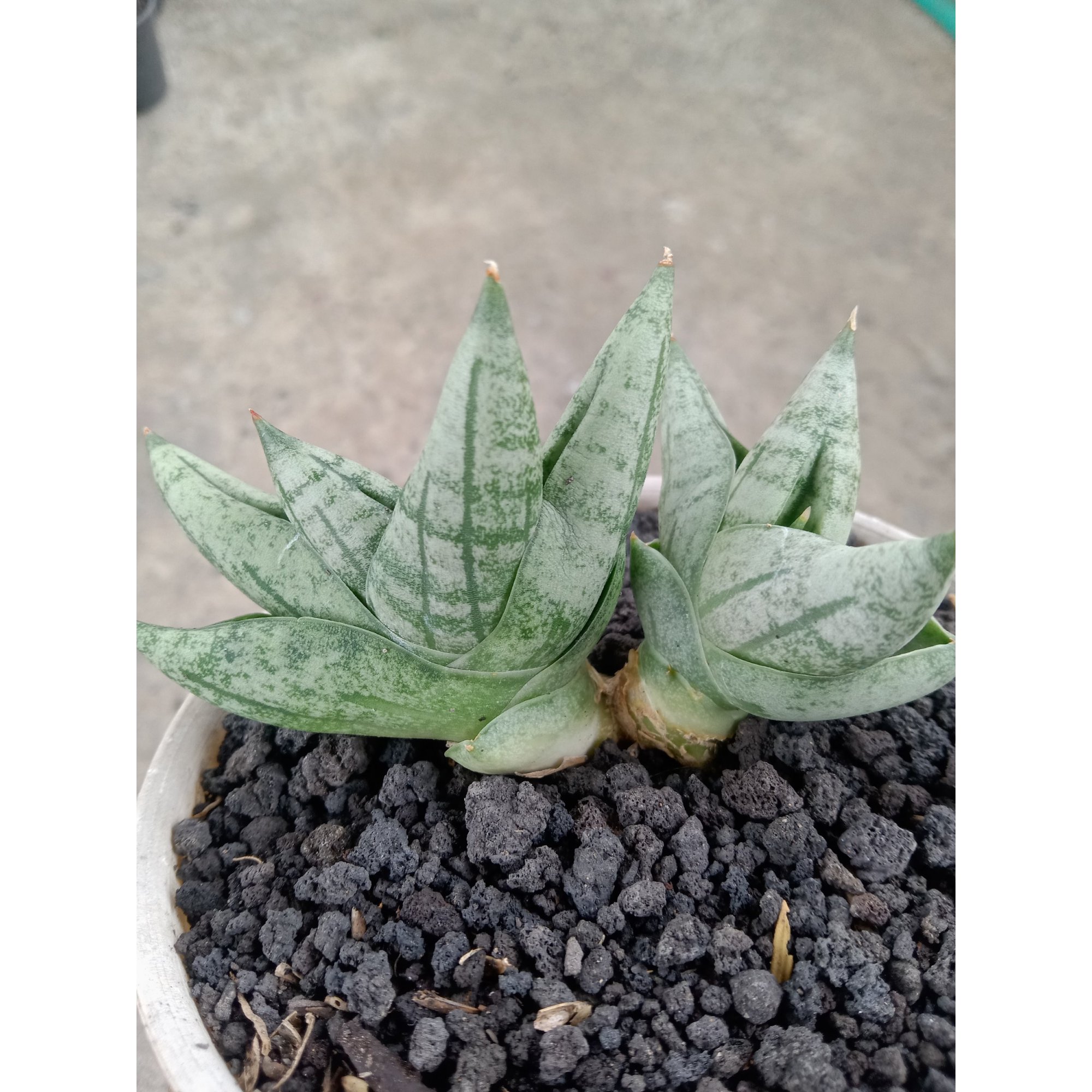 Sansevieria Boncel New Clone, real feature image plant. Picture taken directly from kaktus.id community Sansevieria farmer green houses.