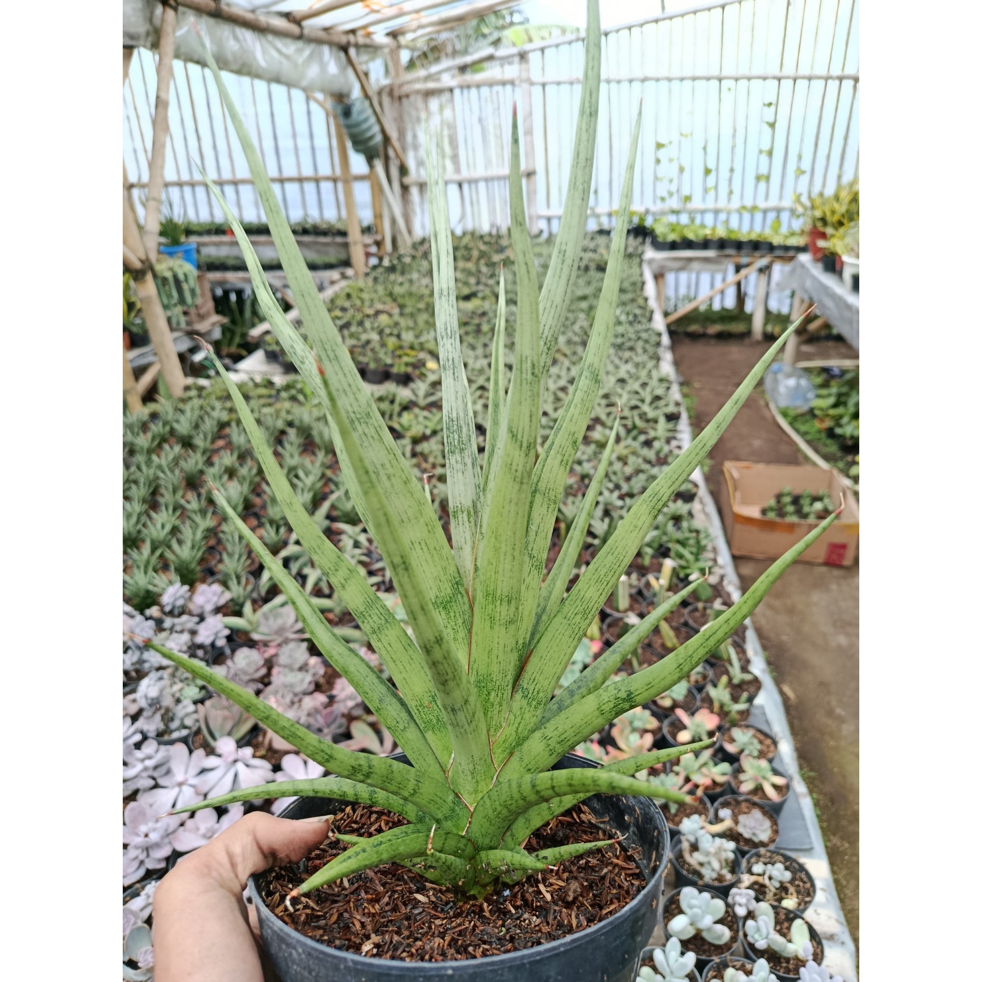 Sansevieria Bunlo Torch Big, real feature image plant. Picture taken directly from kaktus.id community Sansevieria farmer green houses.