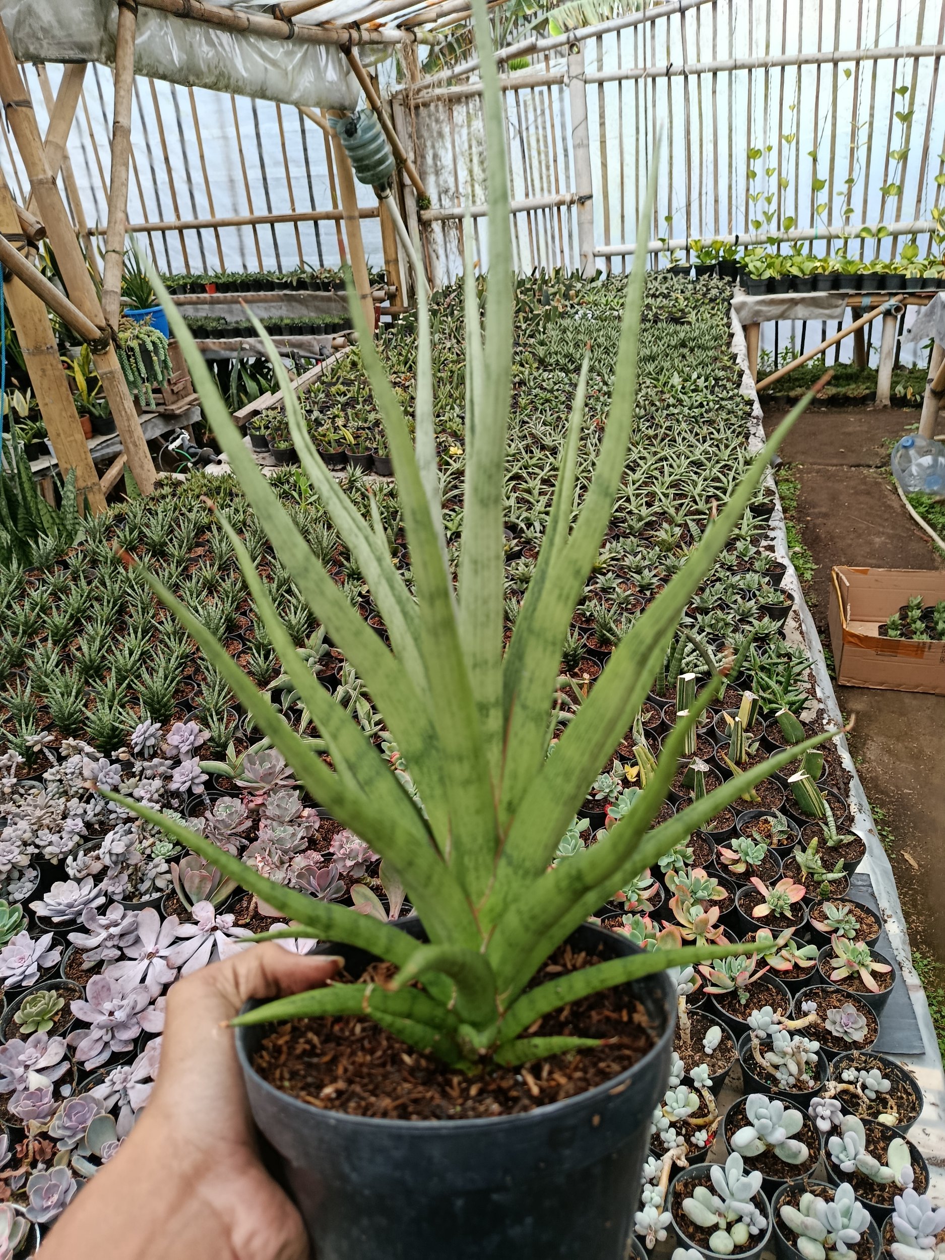 Sansevieria Bunlo Torch Big, real gallery image #1 plants. Picture taken directly from kaktus.id community Sansevieria farmer green houses.
