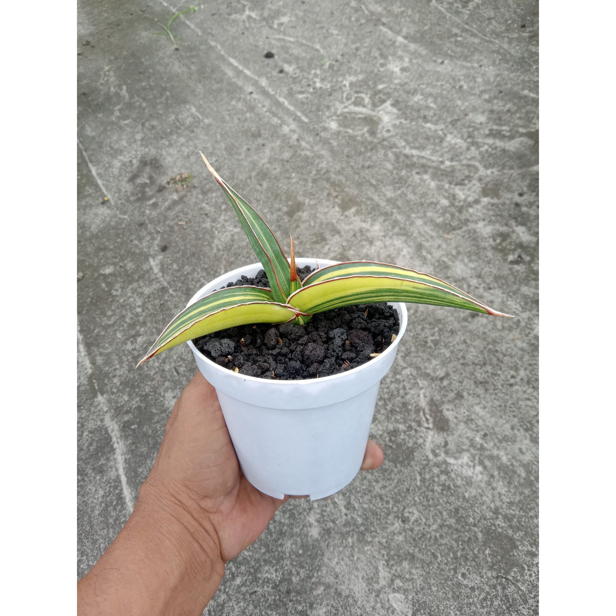 Sansevieria Dorris Pfenight Variegated, real feature image plant. Picture taken directly from kaktus.id community Sansevieria farmer green houses.
