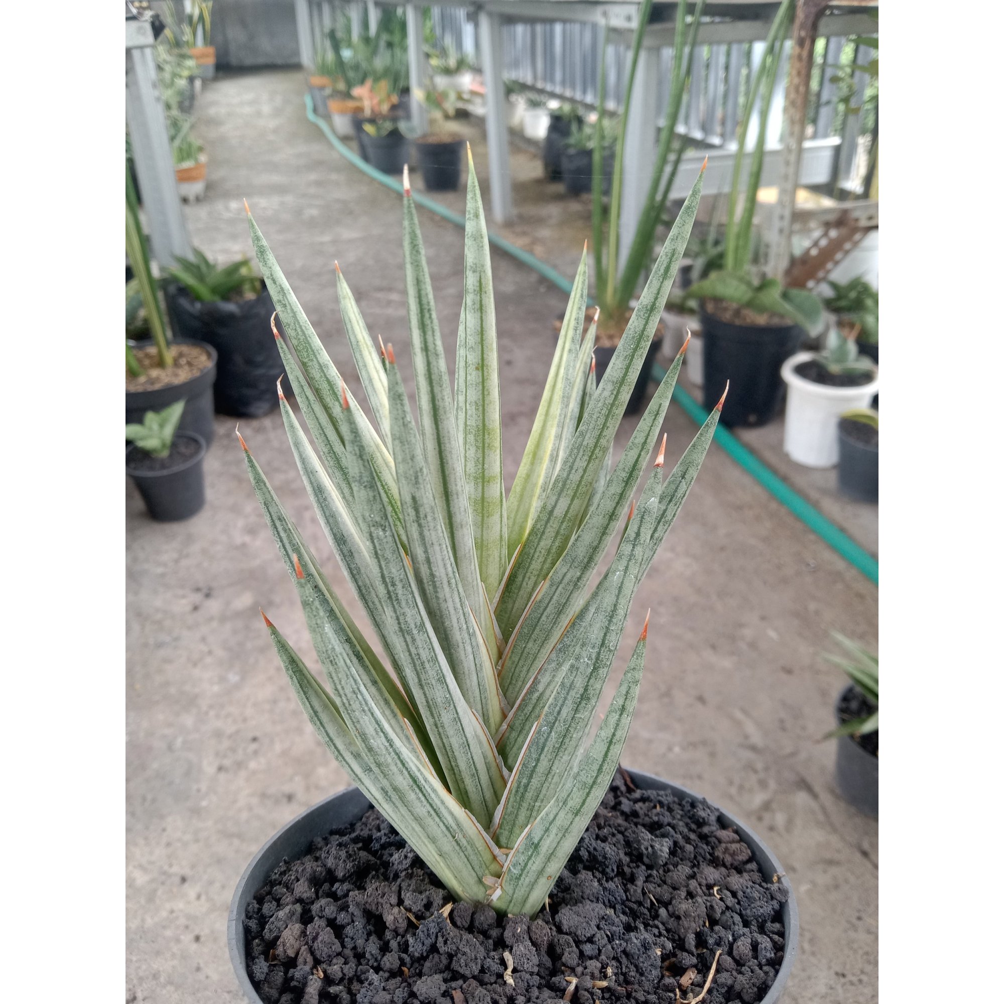 Sansevieria Francisi White Variegated Medium, real feature image plant. Picture taken directly from kaktus.id community Sansevieria farmer green houses.