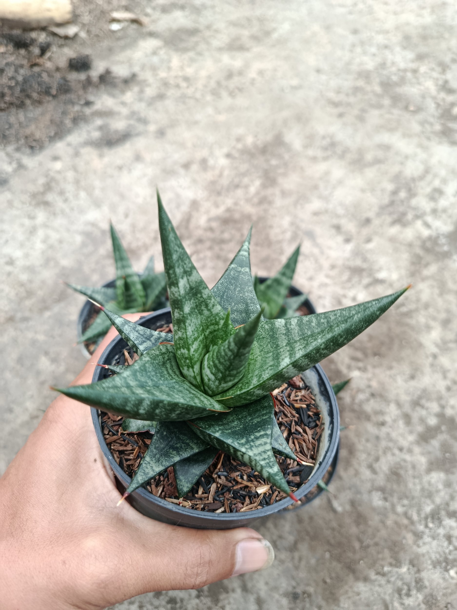 Sansevieria Blorong Hybrid 5 Pcs, real gallery image #1 plants. Picture taken directly from kaktus.id community Sansevieria farmer green houses.
