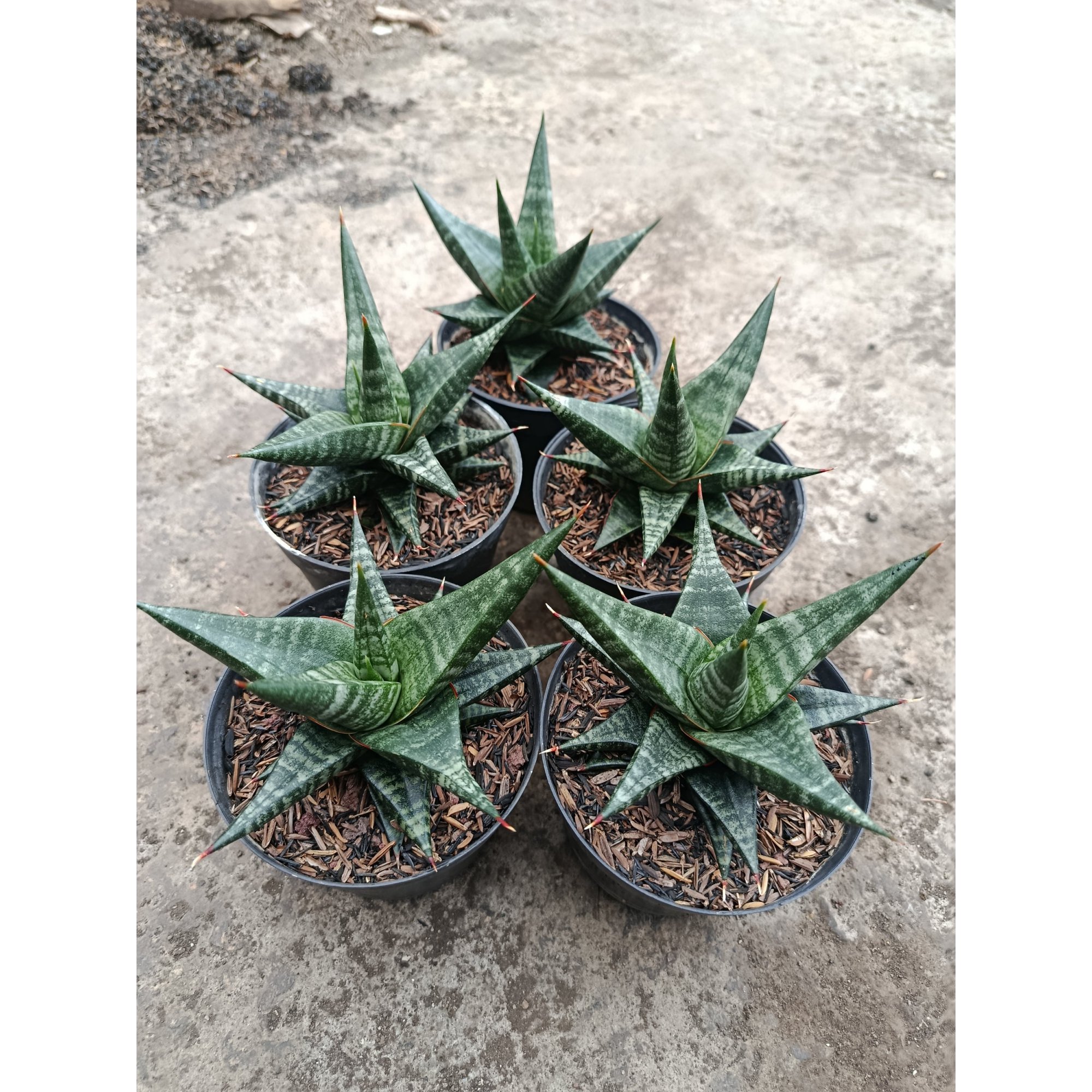Sansevieria Blorong Hybrid 5 Pcs, real feature image plant. Picture taken directly from kaktus.id community Sansevieria farmer green houses.