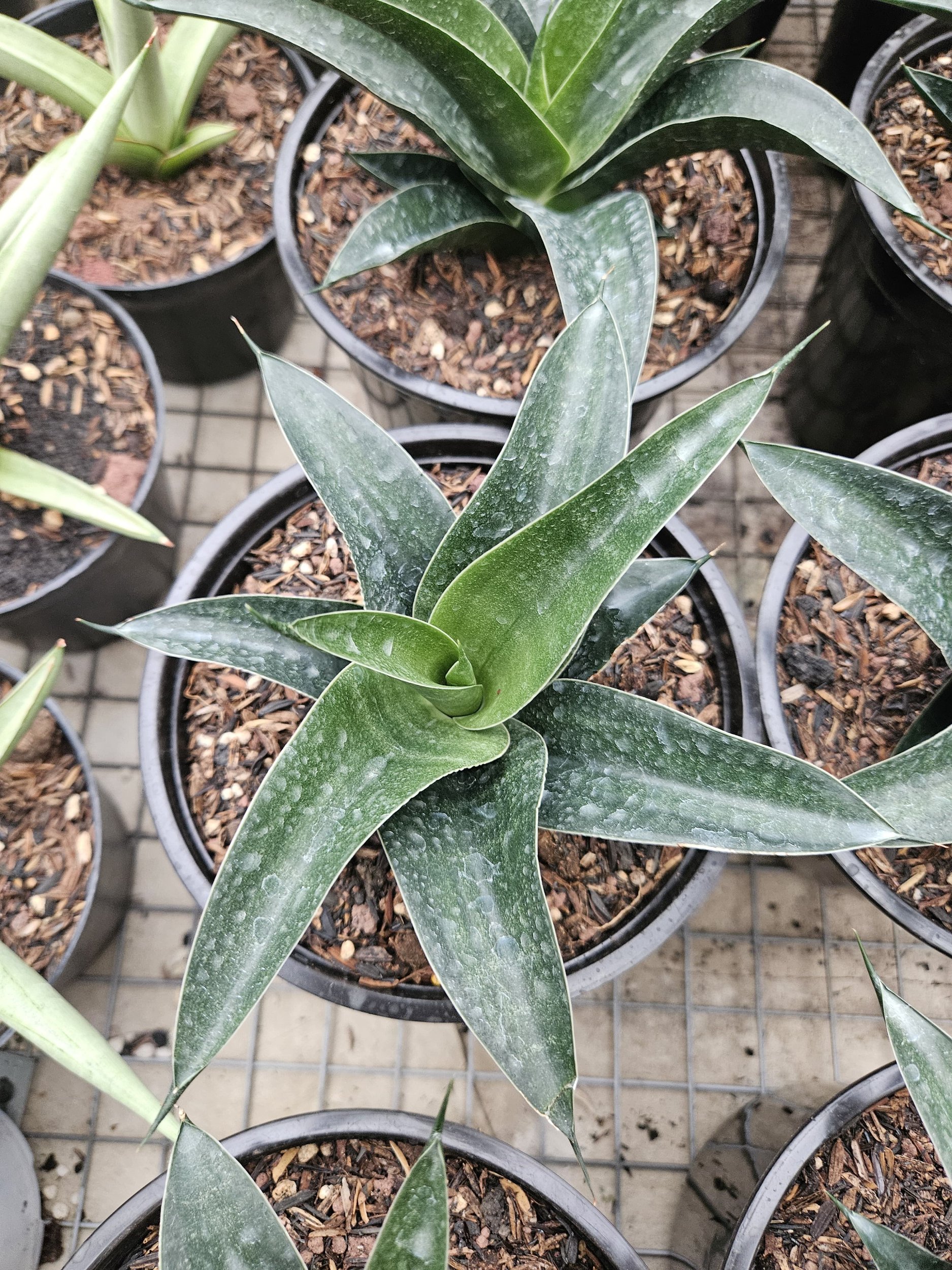 Sansevieria Ken Arok Hybrid, real gallery image #1 plants. Picture taken directly from kaktus.id community Sansevieria farmer green houses.