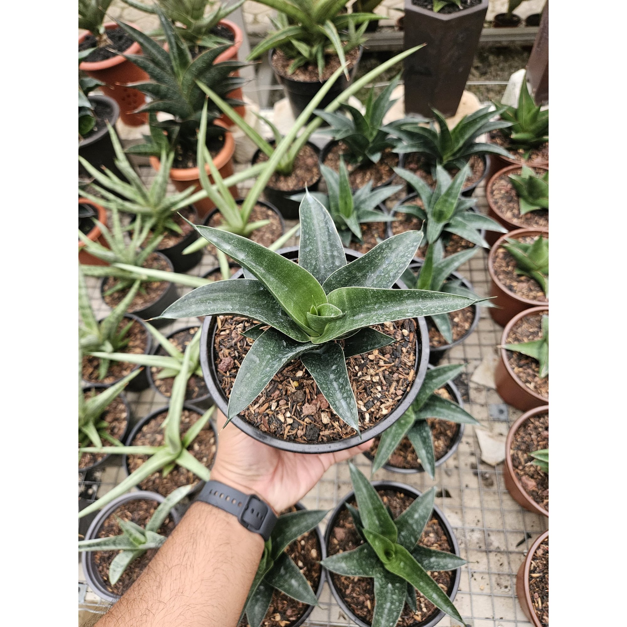 Sansevieria Ken Arok Hybrid, real feature image plant. Picture taken directly from kaktus.id community Sansevieria farmer green houses.