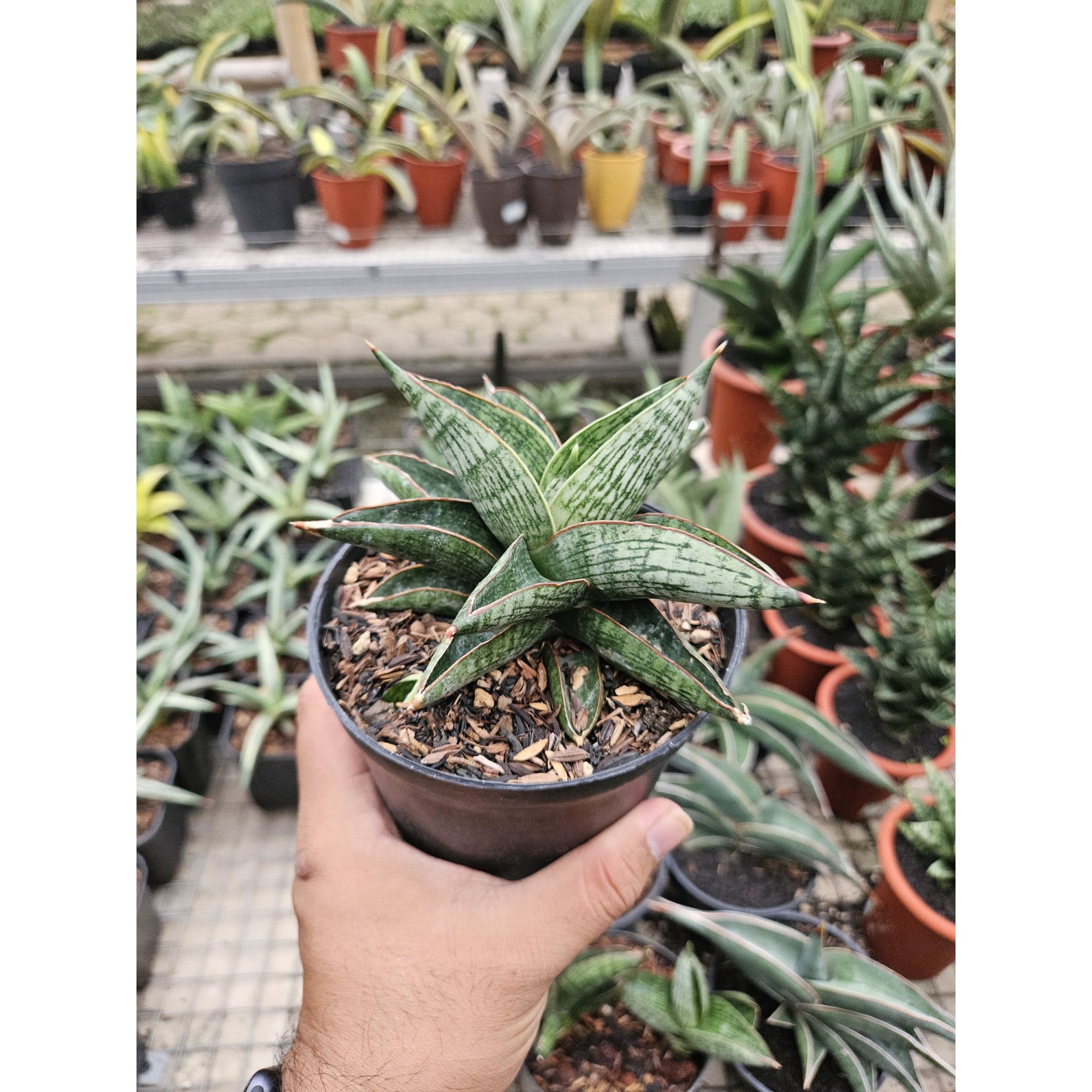 Sansevieria Macho Hybrid, real feature image plant. Picture taken directly from kaktus.id community Sansevieria farmer green houses.