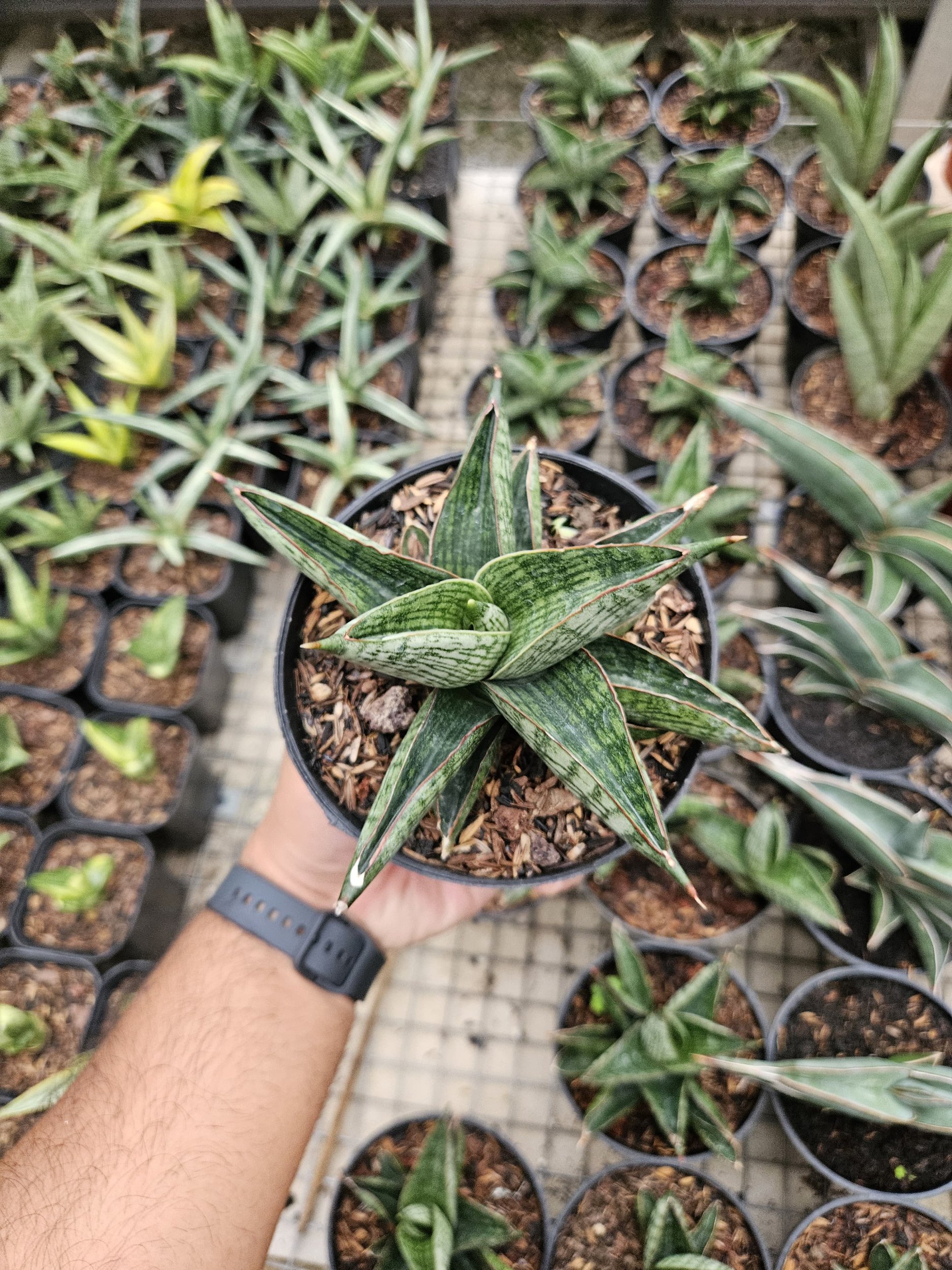Sansevieria Macho Hybrid, real gallery image #1 plants. Picture taken directly from kaktus.id community Sansevieria farmer green houses.