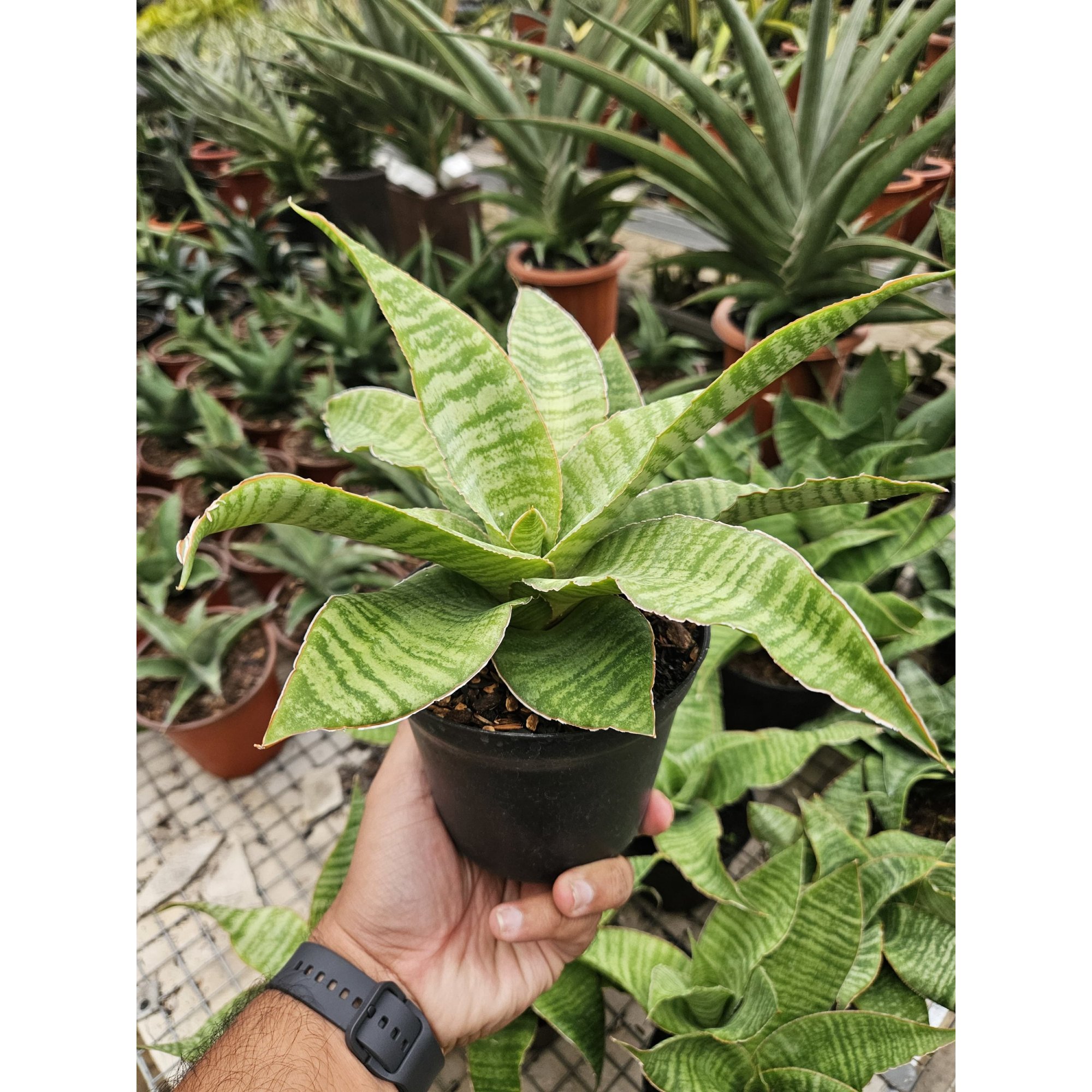 Sansevieria Tidar Hybrid, real feature image plant. Picture taken directly from kaktus.id community Sansevieria farmer green houses.