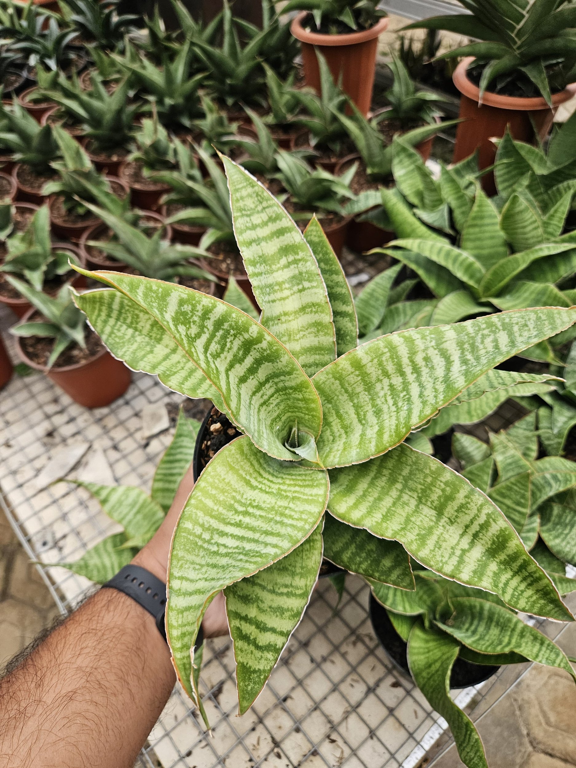 Sansevieria Tidar Hybrid, real gallery image #1 plants. Picture taken directly from kaktus.id community Sansevieria farmer green houses.