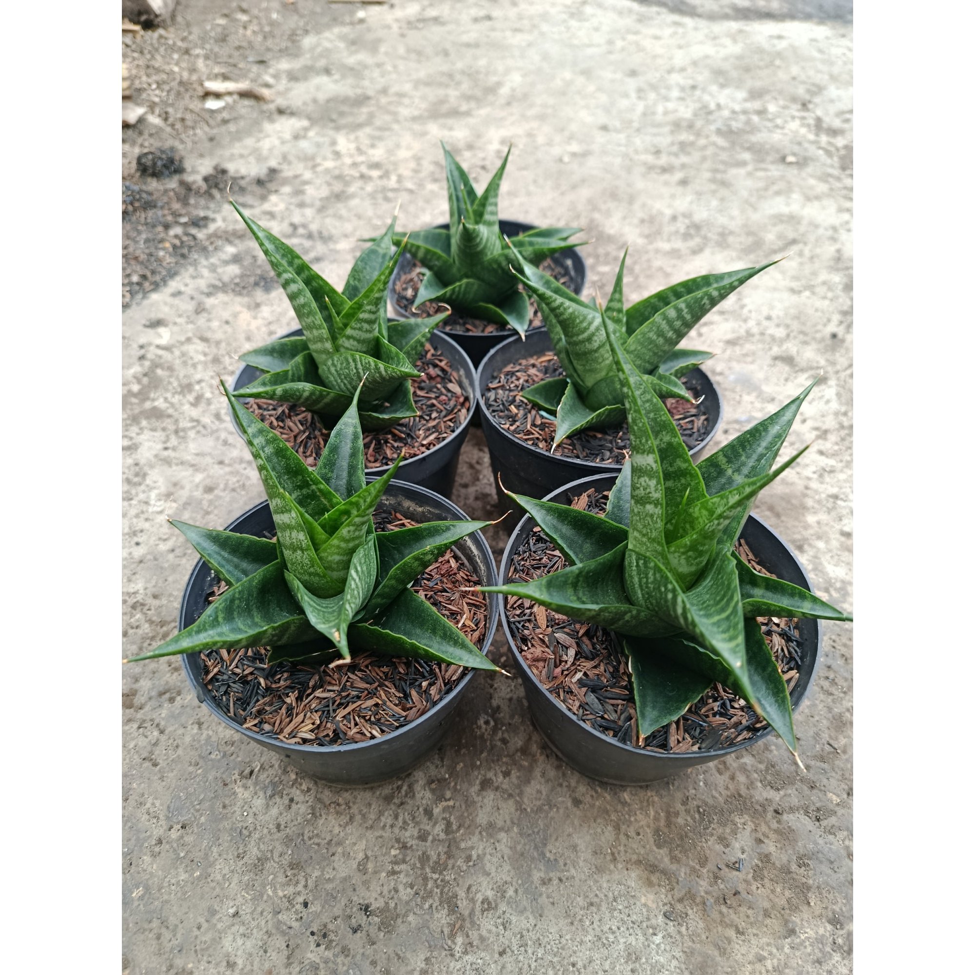 Sansevieria Black Fat Hybrid 5 Pcs, real feature image plant. Picture taken directly from kaktus.id community Sansevieria farmer green houses.