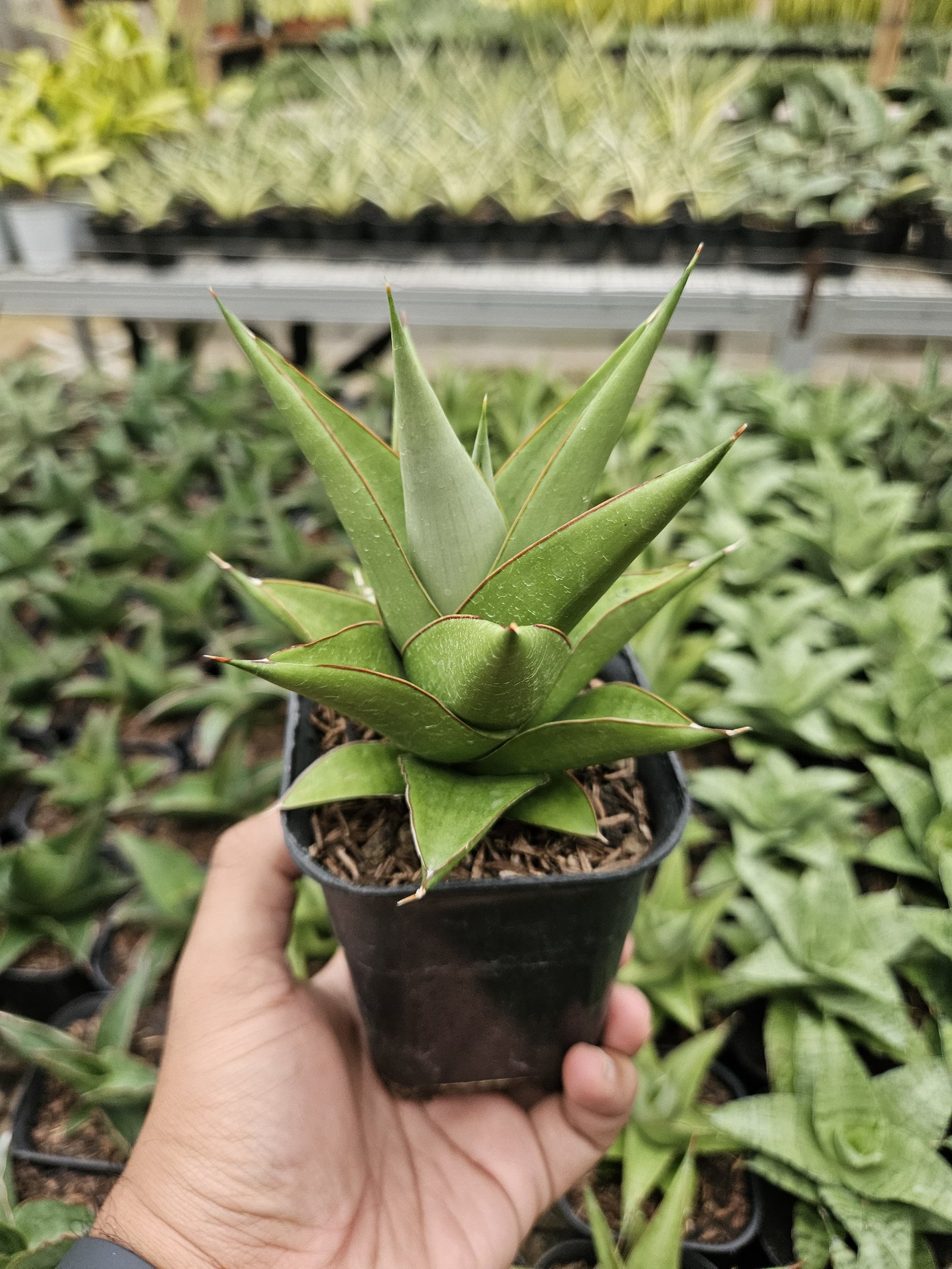 Sansevieria Milano Hybrid, real gallery image #1 plants. Picture taken directly from kaktus.id community Sansevieria farmer green houses.