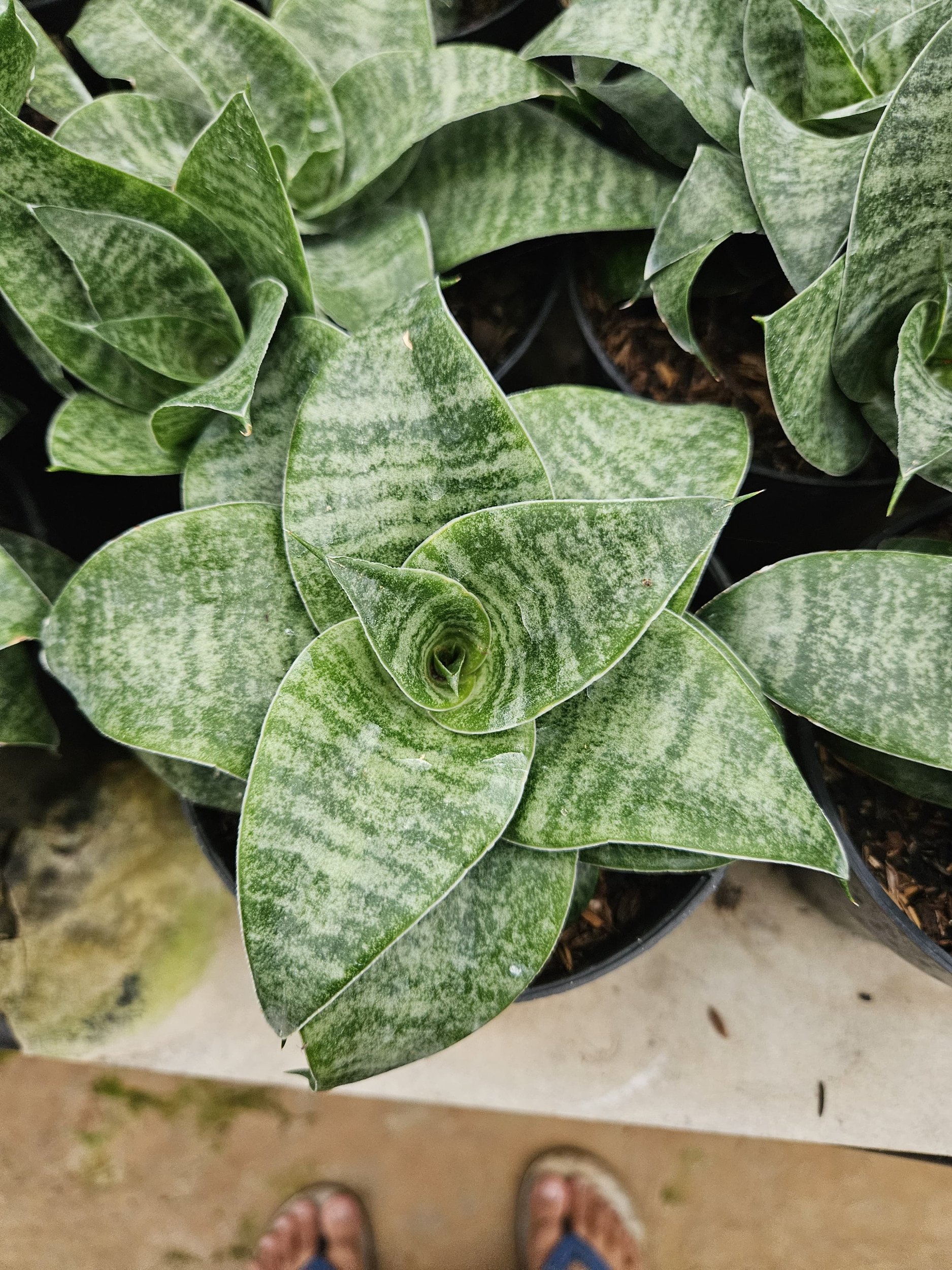 Sansevieria Mirza Hybrid, real gallery image #1 plants. Picture taken directly from kaktus.id community Sansevieria farmer green houses.