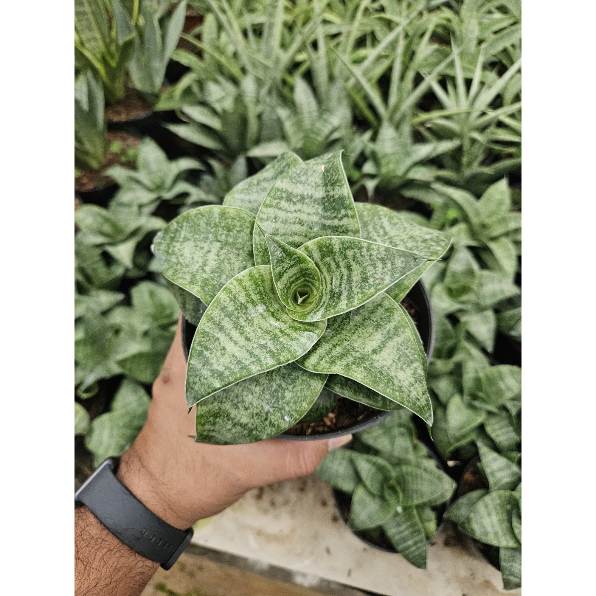 Sansevieria Mirza Hybrid, real feature image plant. Picture taken directly from kaktus.id community Sansevieria farmer green houses.