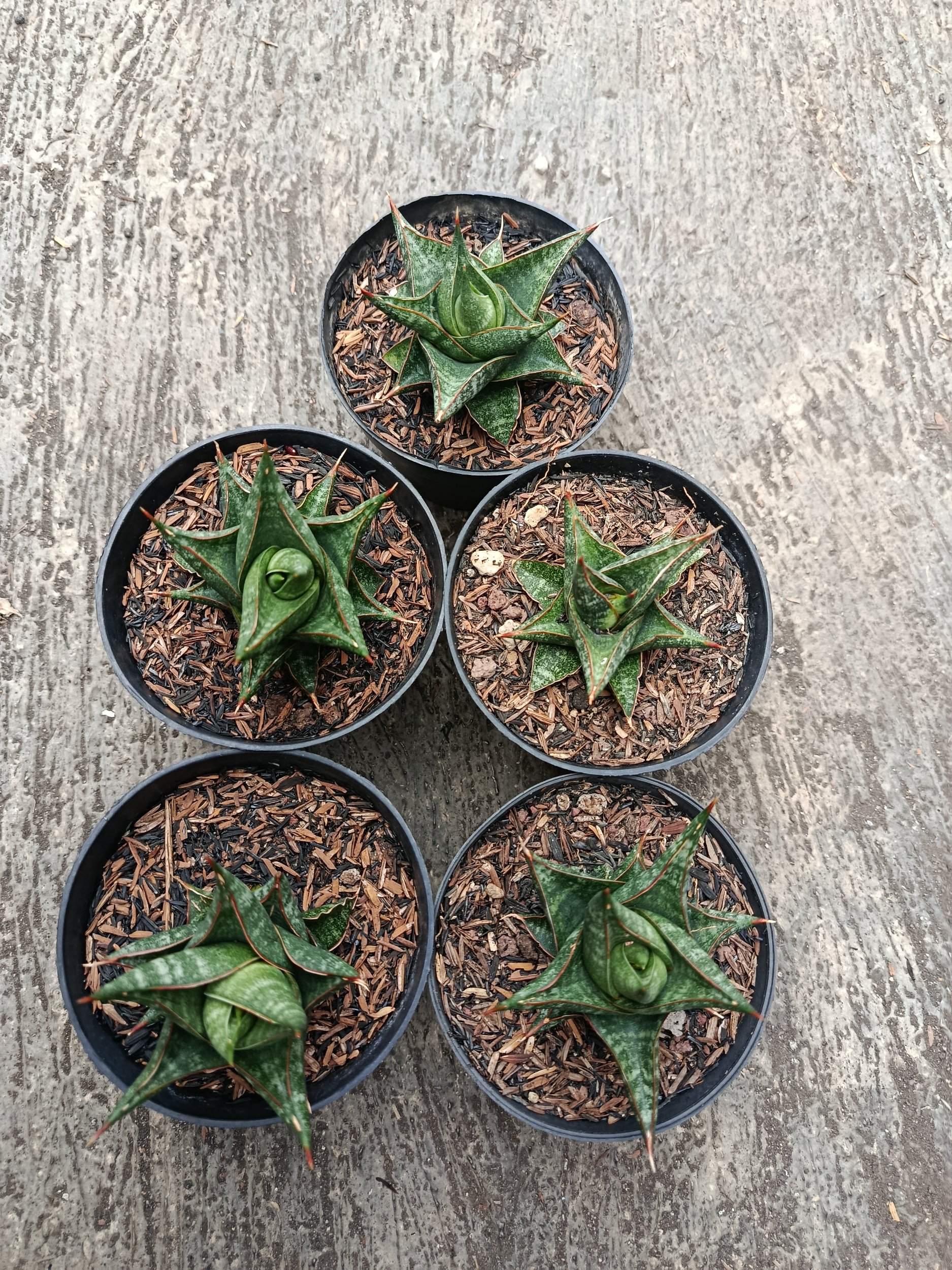 Sansevieria Prabu Hybrid 5 Pcs, real gallery image #1 plants. Picture taken directly from kaktus.id community Sansevieria farmer green houses.