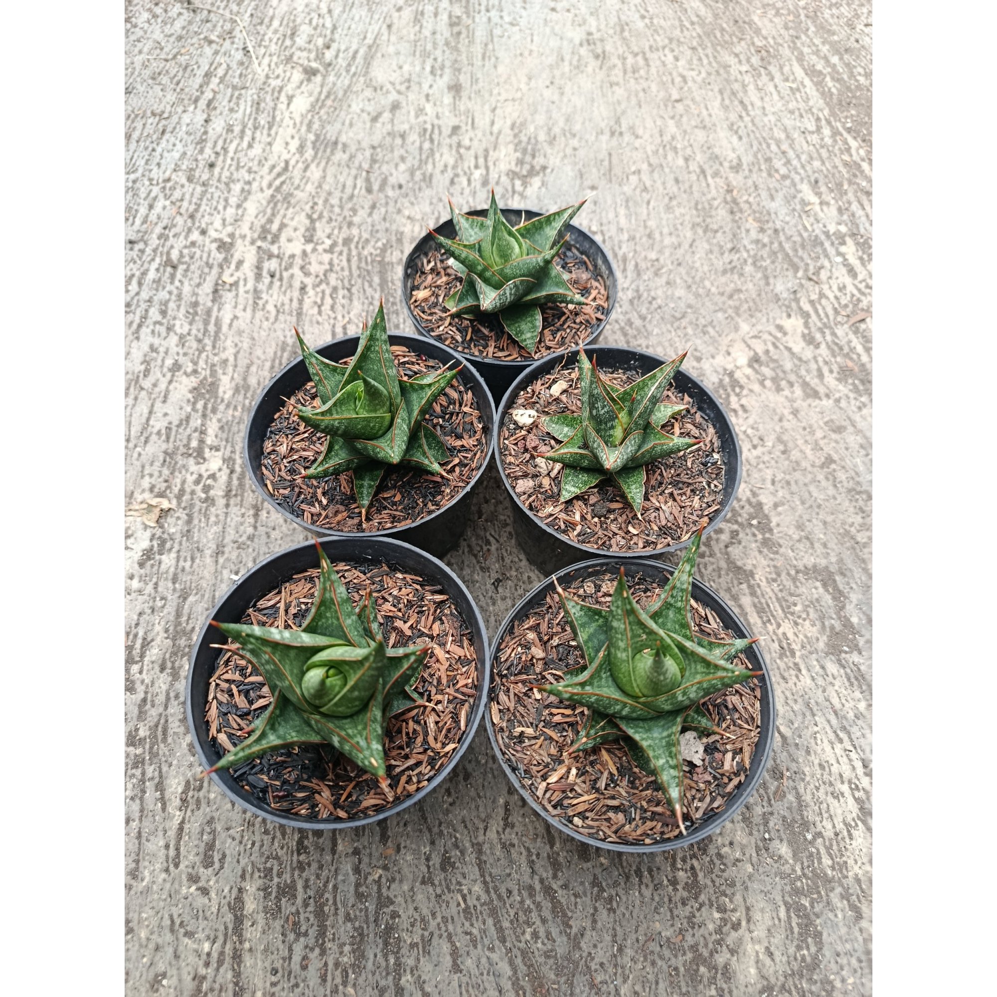Sansevieria Prabu Hybrid 5 Pcs, real feature image plant. Picture taken directly from kaktus.id community Sansevieria farmer green houses.
