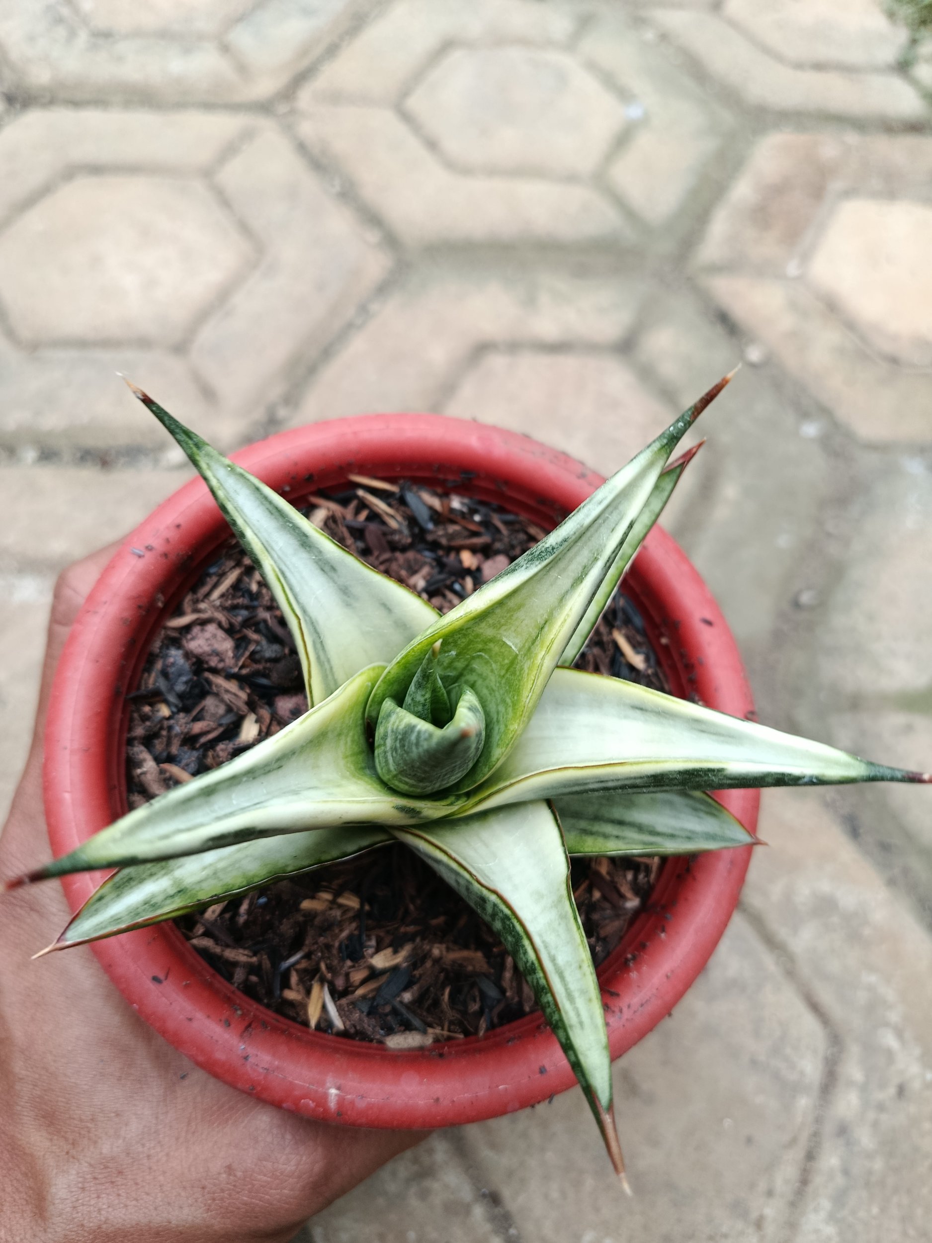 Sansevieria Predator Hybrid White Variegated, real gallery image #1 plants. Picture taken directly from kaktus.id community Sansevieria farmer green houses.