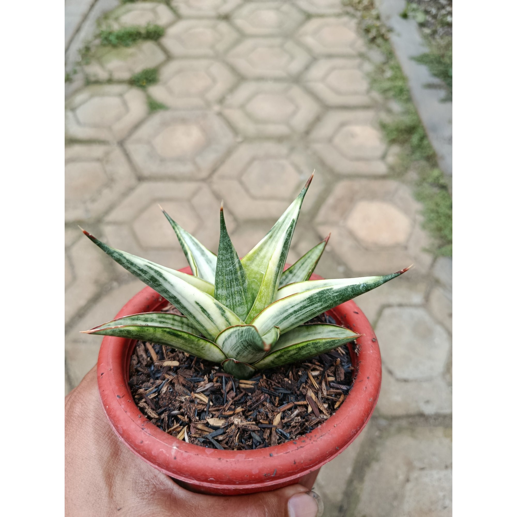 Sansevieria Predator Hybrid White Variegated, real feature image plant. Picture taken directly from kaktus.id community Sansevieria farmer green houses.