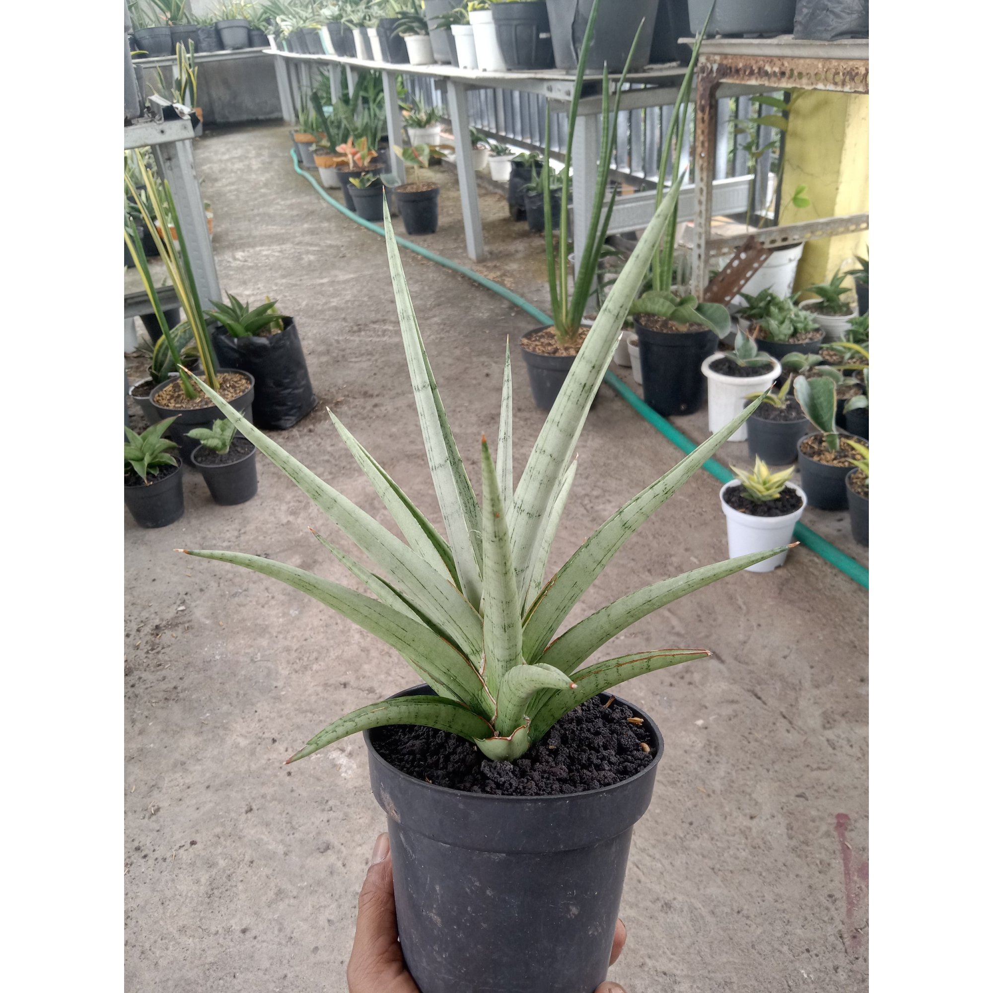 Sansevieria Kasih Medium Size, real feature image plant. Picture taken directly from kaktus.id community Sansevieria farmer green houses.