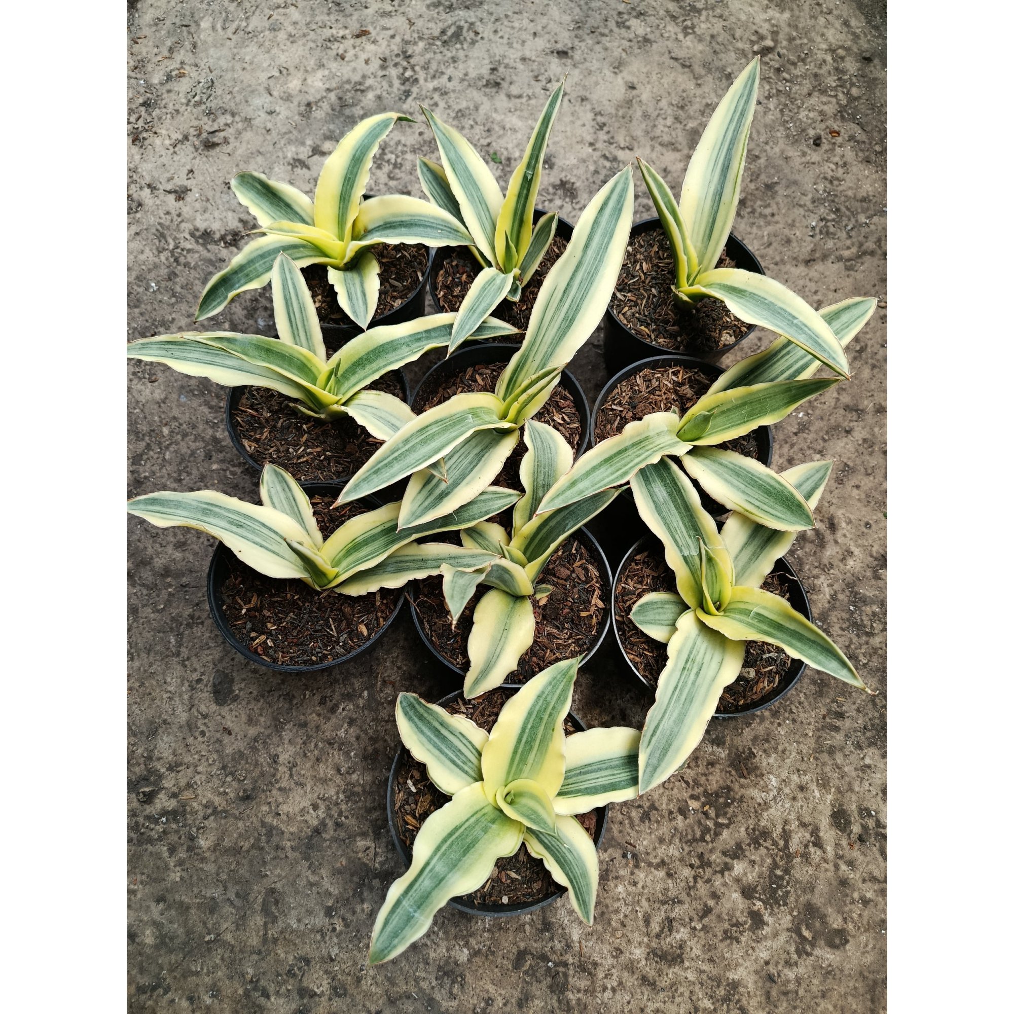 Sansevieria Katana White Variegated 10 Pcs, real feature image plant. Picture taken directly from kaktus.id community Sansevieria farmer green houses.