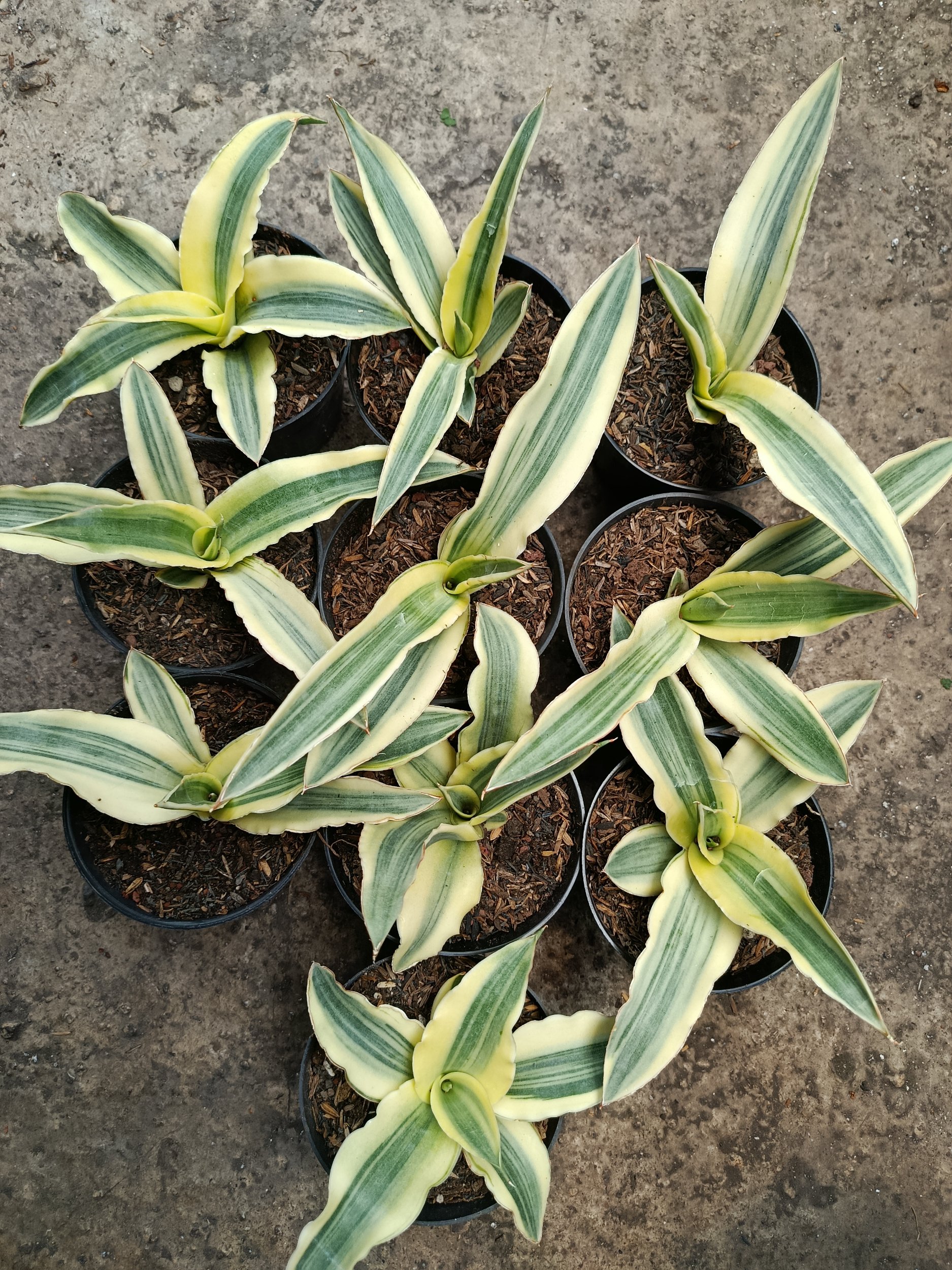 Sansevieria Katana White Variegated 10 Pcs, real gallery image #1 plants. Picture taken directly from kaktus.id community Sansevieria farmer green houses.