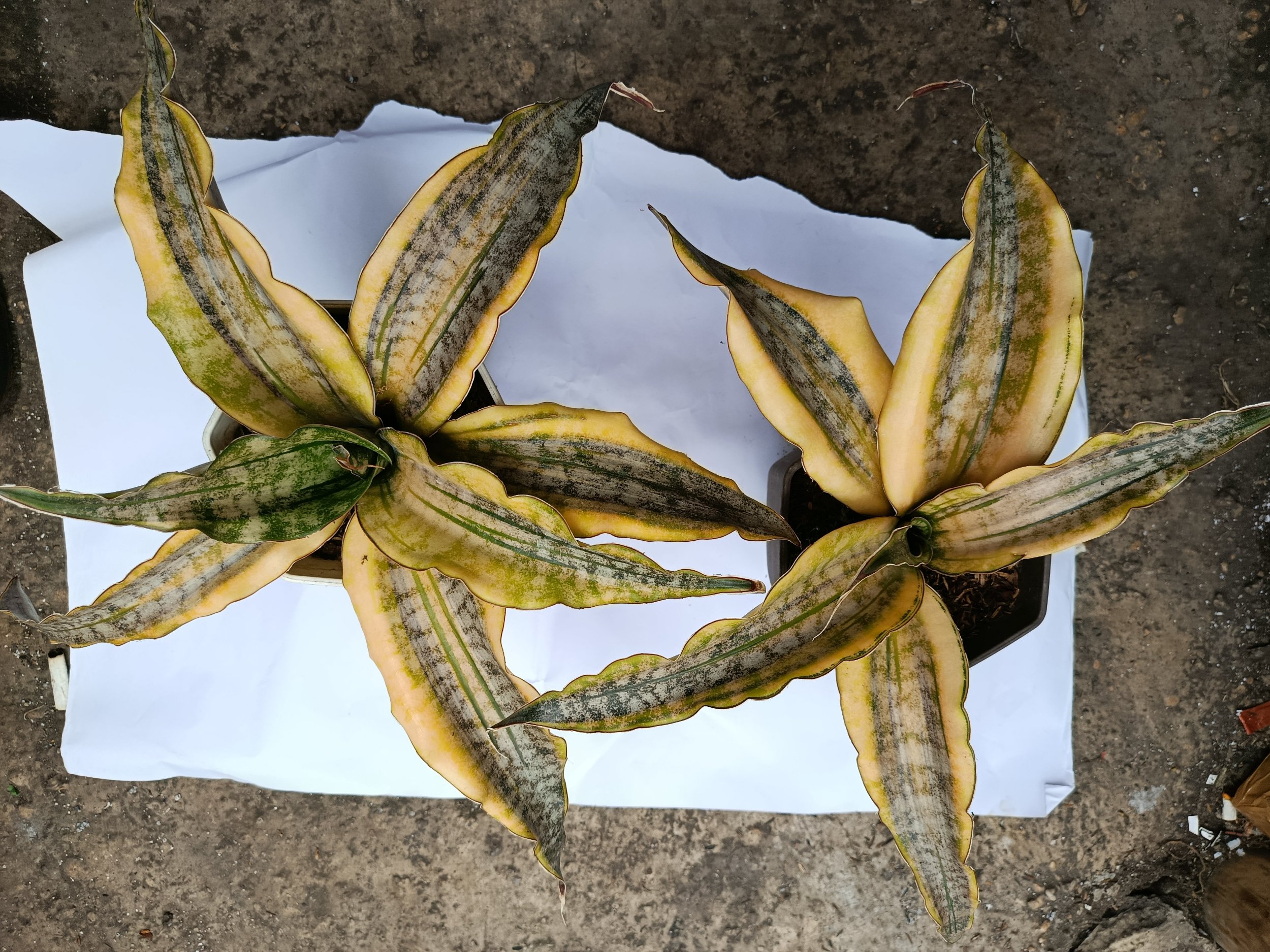 Sansevieria Kirkii Brown Variegated 2 Pcs, real gallery image #1 plants. Picture taken directly from kaktus.id community Sansevieria farmer green houses.