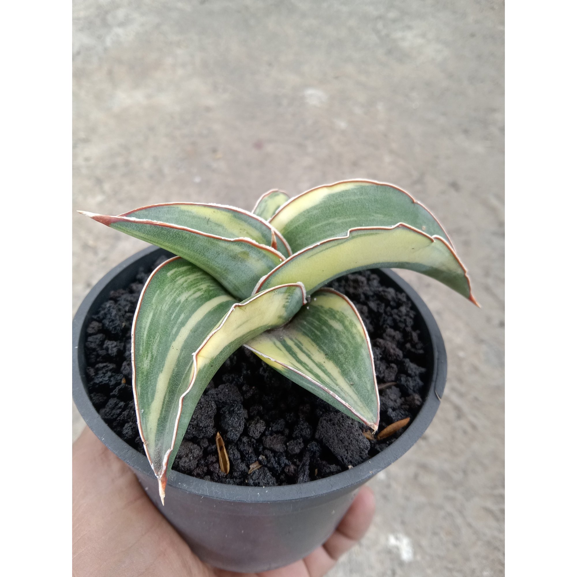 Sansevieria Lavranos 23295 Variegated, real feature image plant. Picture taken directly from kaktus.id community Sansevieria farmer green houses.