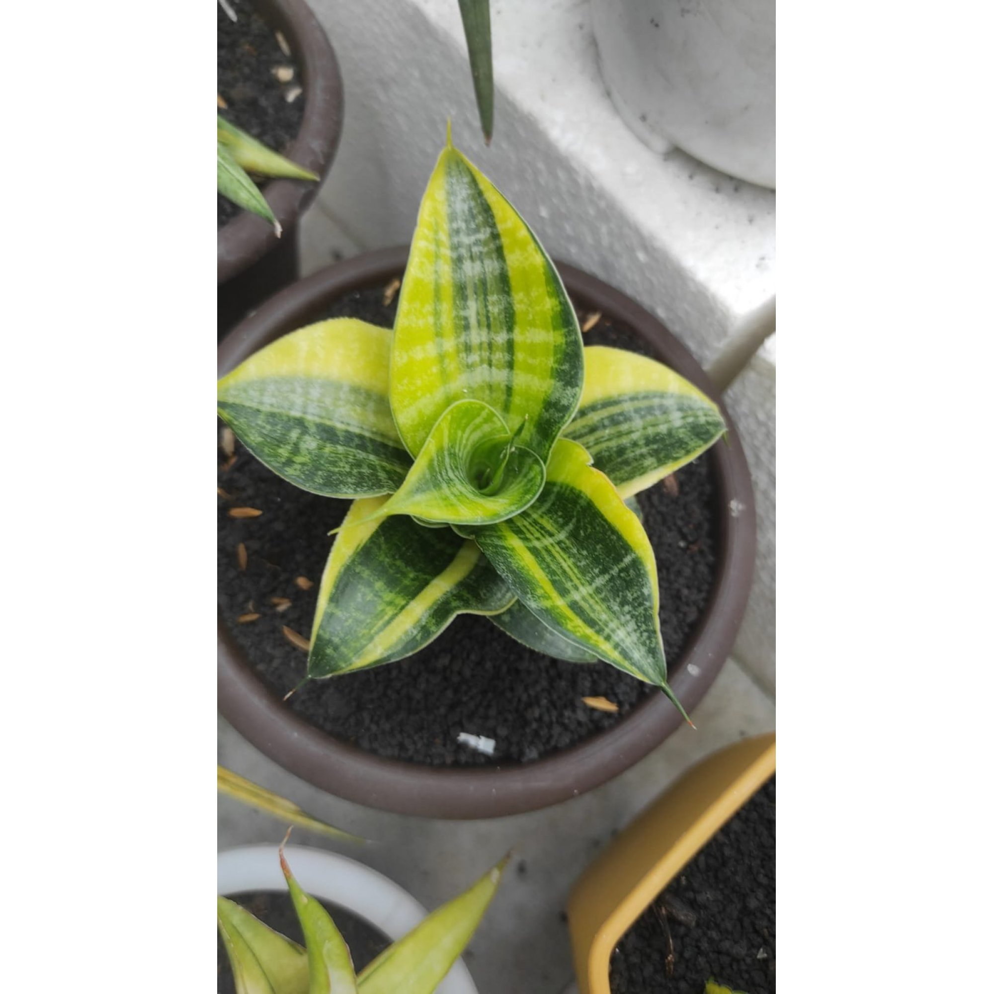 Sansevieria Mamba Variegated( Good Quality), real feature image plant. Picture taken directly from kaktus.id community Sansevieria farmer green houses.
