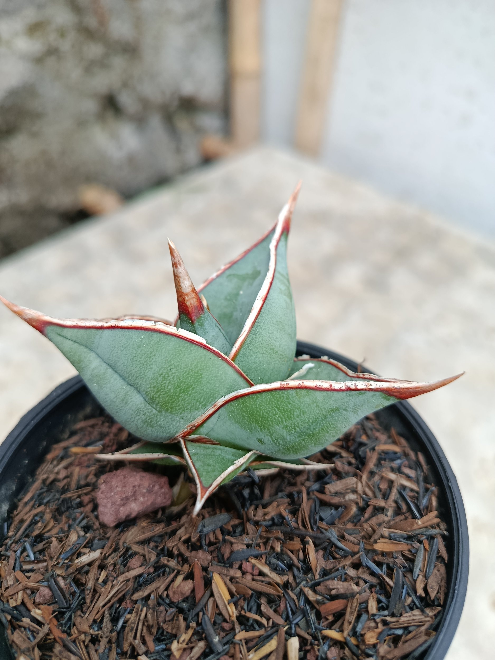 Sansevieria Pinguin Dagger, real gallery image #1 plants. Picture taken directly from kaktus.id community Sansevieria farmer green houses.