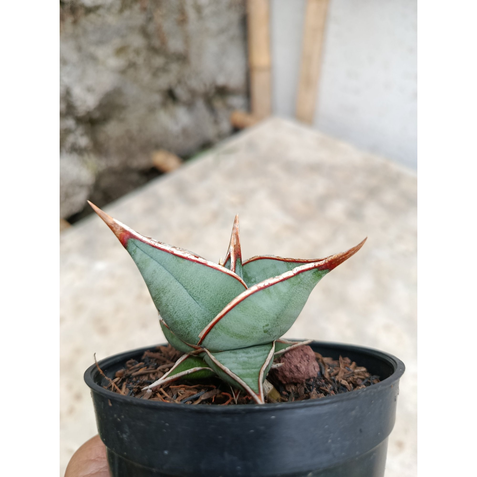 Sansevieria Pinguin Dagger, real feature image plant. Picture taken directly from kaktus.id community Sansevieria farmer green houses.