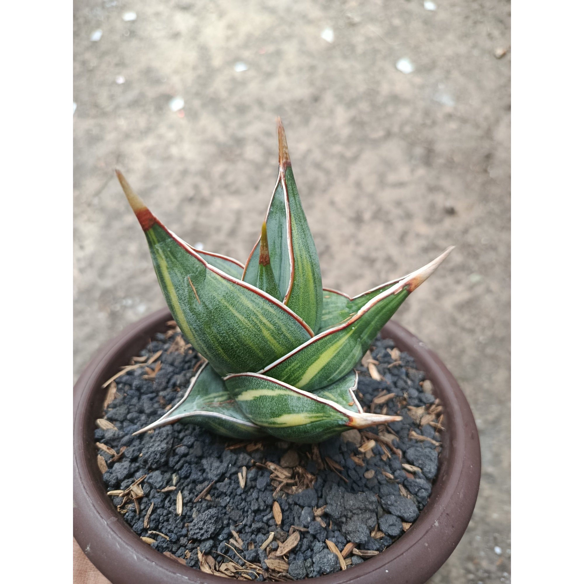 Sansevieria Pinguin Dager Var, real feature image plant. Picture taken directly from kaktus.id community Sansevieria farmer green houses.