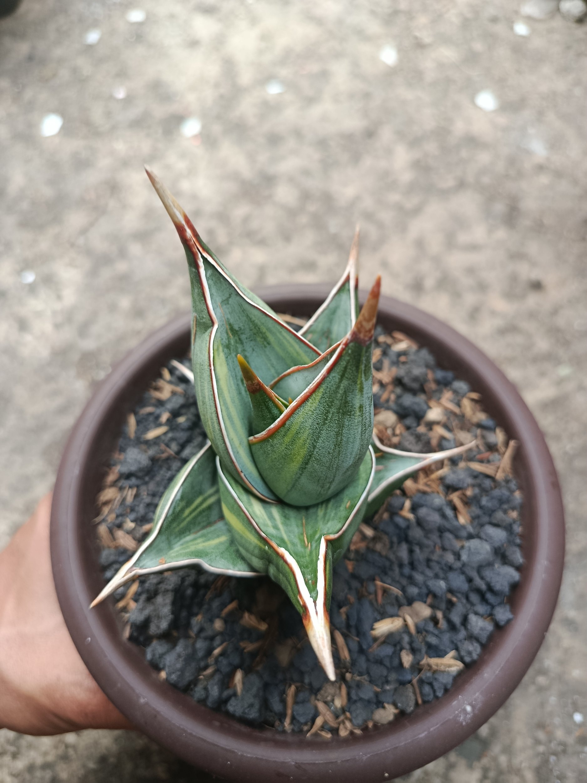 Sansevieria Pinguin Dager Var, real gallery image #1 plants. Picture taken directly from kaktus.id community Sansevieria farmer green houses.