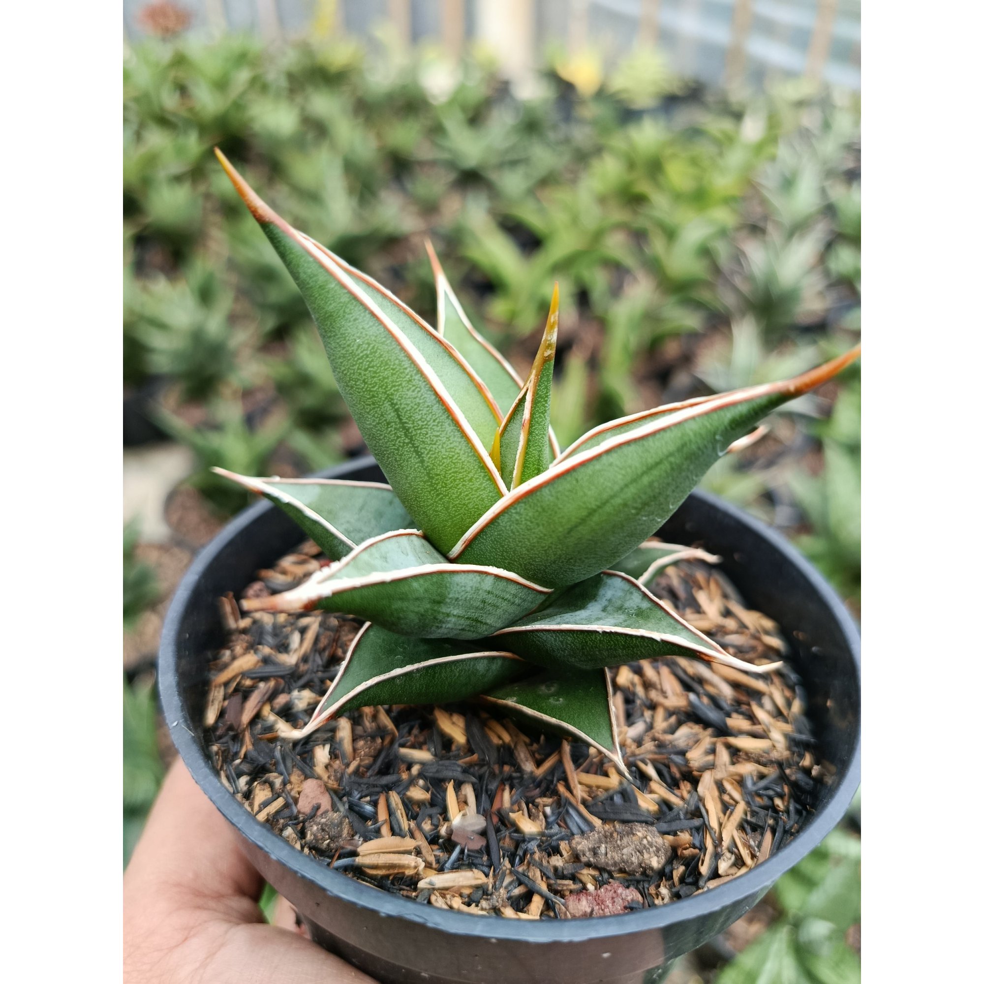 Sansevieria Pinguin Var Nana, real feature image plant. Picture taken directly from kaktus.id community Sansevieria farmer green houses.