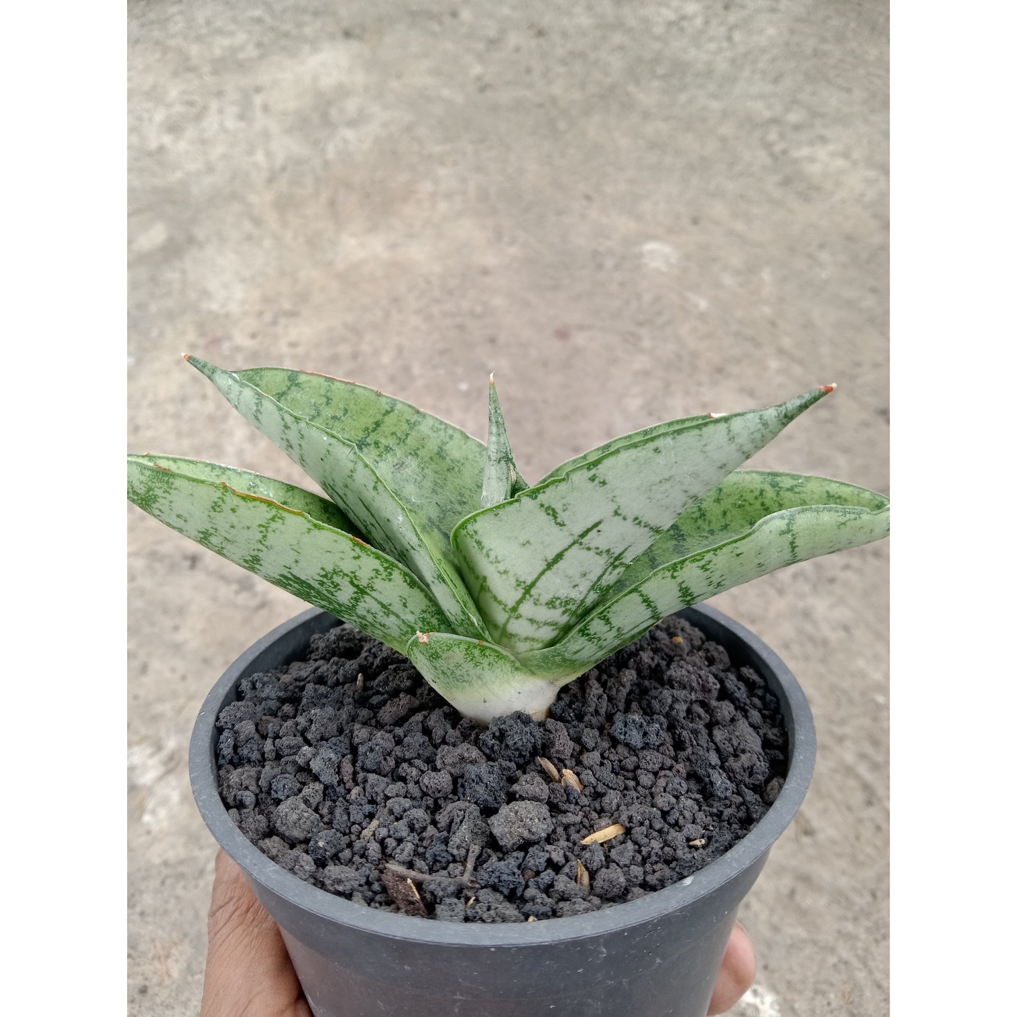 Sansevieria Satria, real feature image plant. Picture taken directly from kaktus.id community Sansevieria farmer green houses.