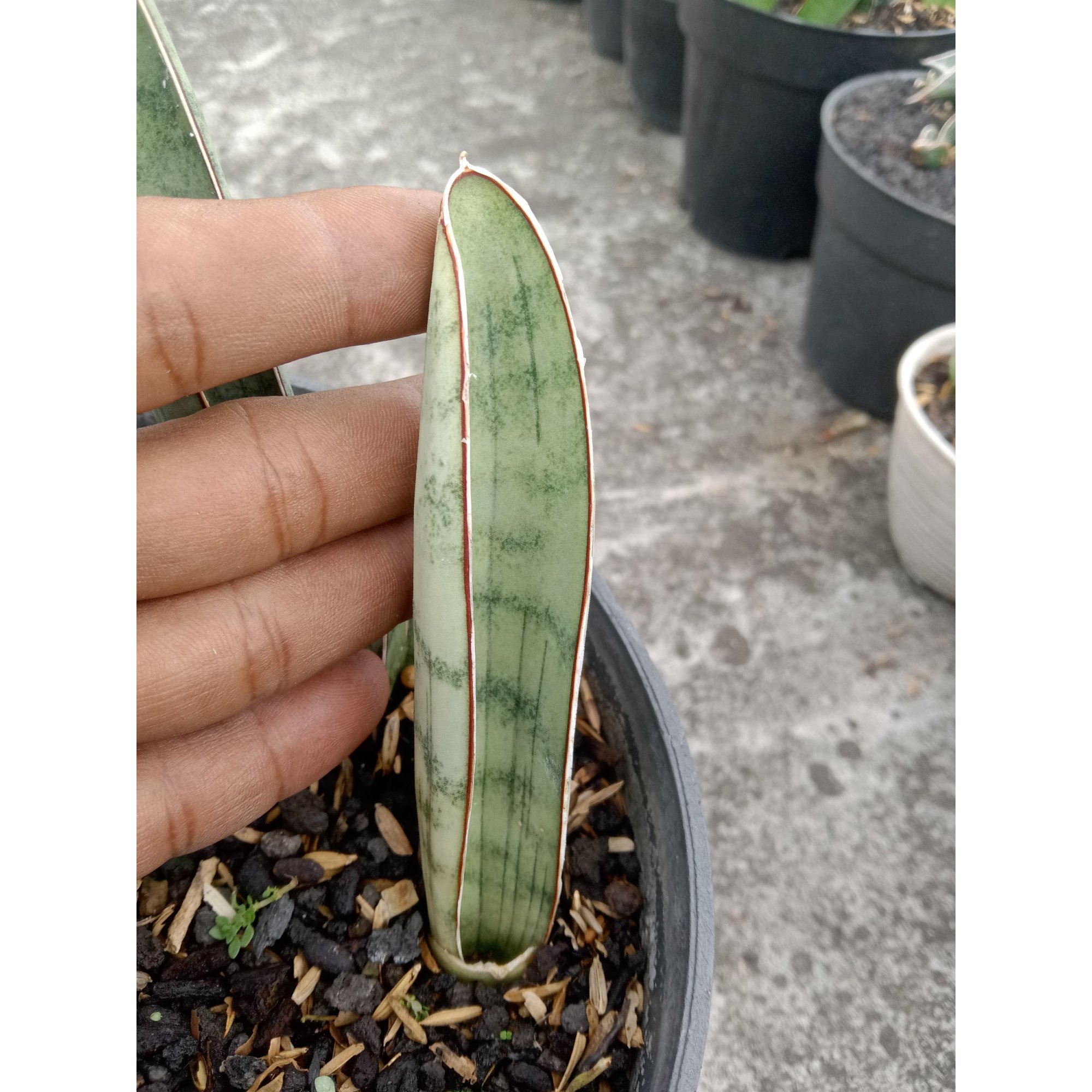 Sansevieria Silver Bat, real feature image plant. Picture taken directly from kaktus.id community Sansevieria farmer green houses.