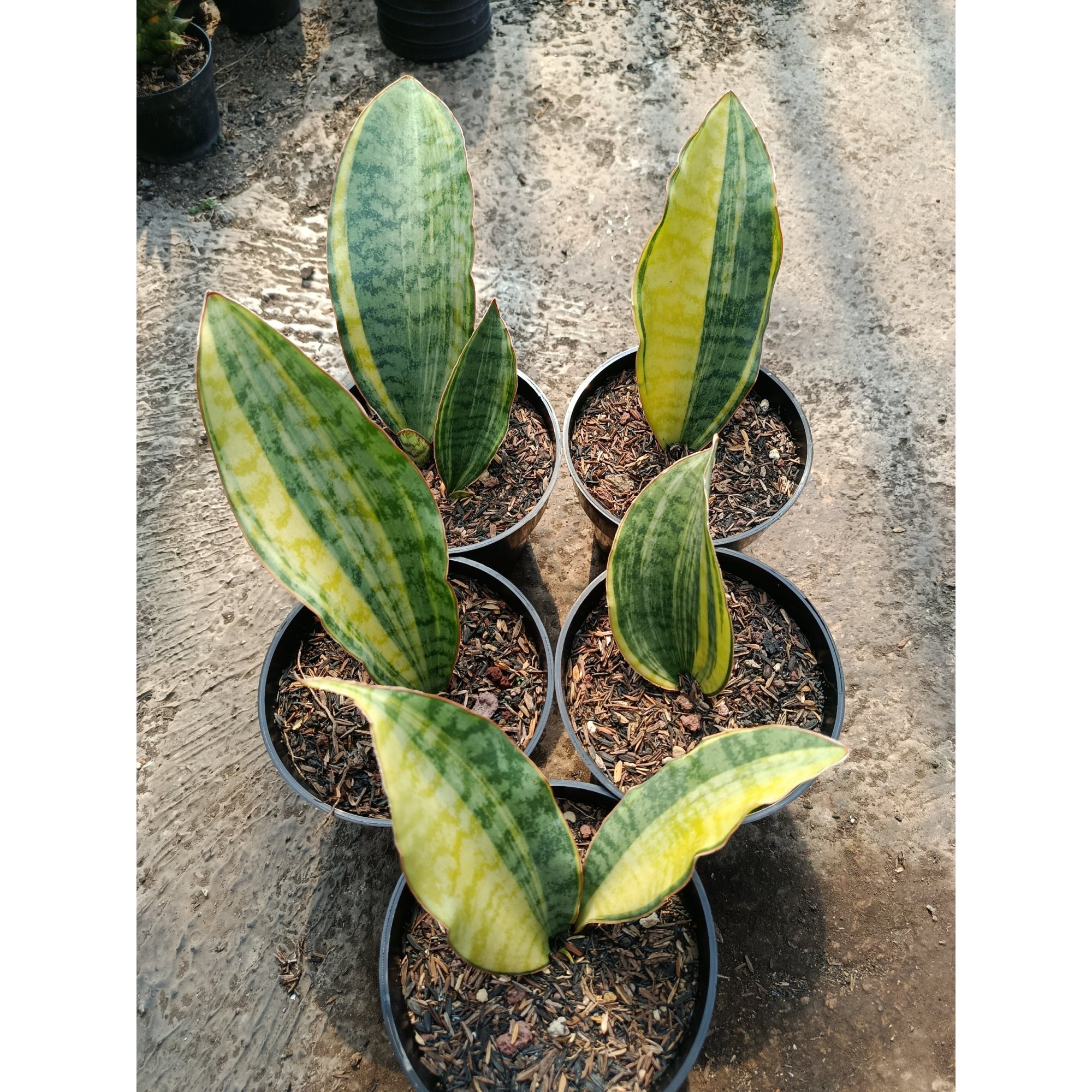 Sansevieria Tanzania Sp Variegated 5 Pcs, real feature image plant. Picture taken directly from kaktus.id community Sansevieria farmer green houses.