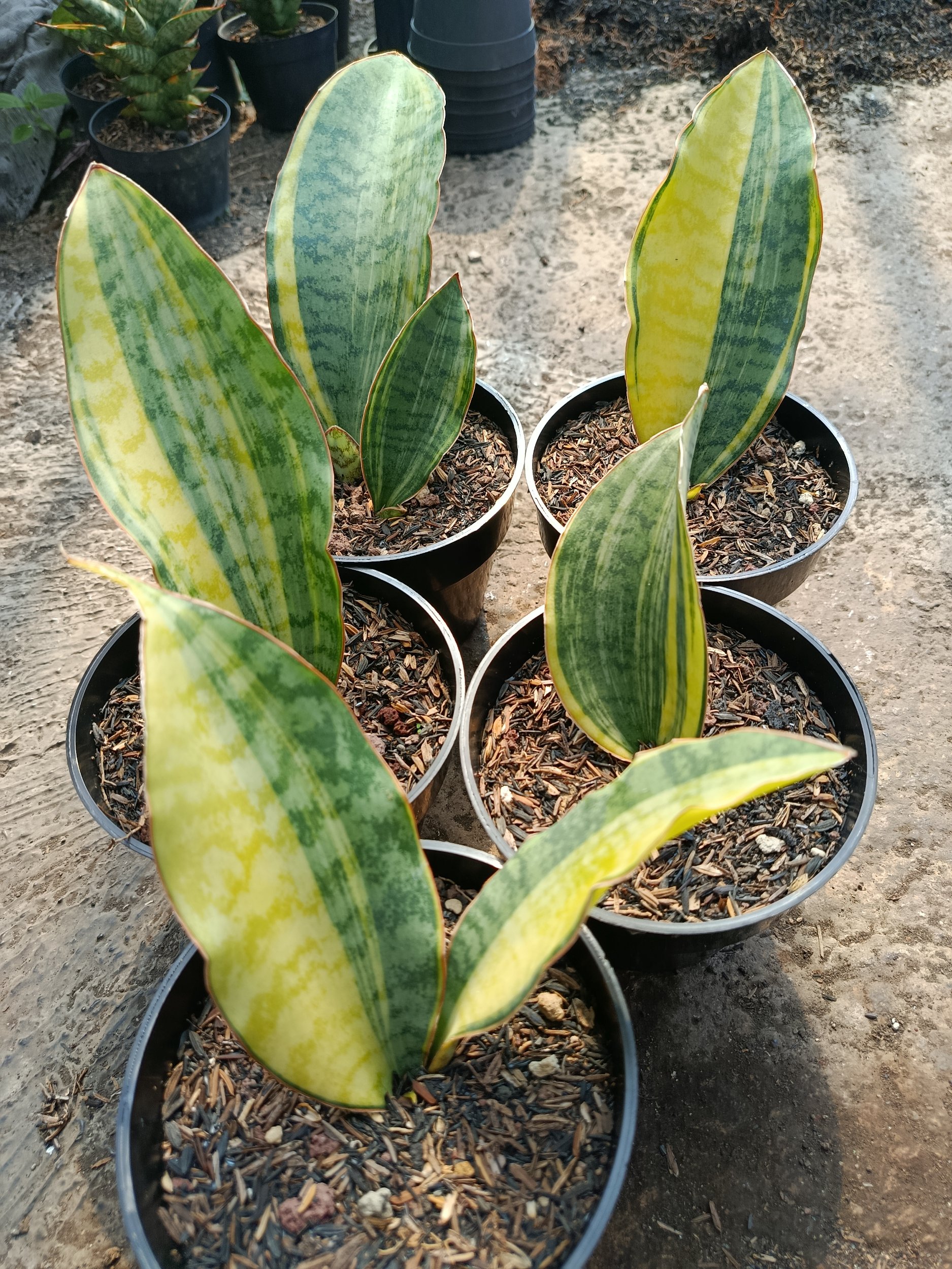Sansevieria Tanzania Sp Variegated 5 Pcs, real gallery image #1 plants. Picture taken directly from kaktus.id community Sansevieria farmer green houses.