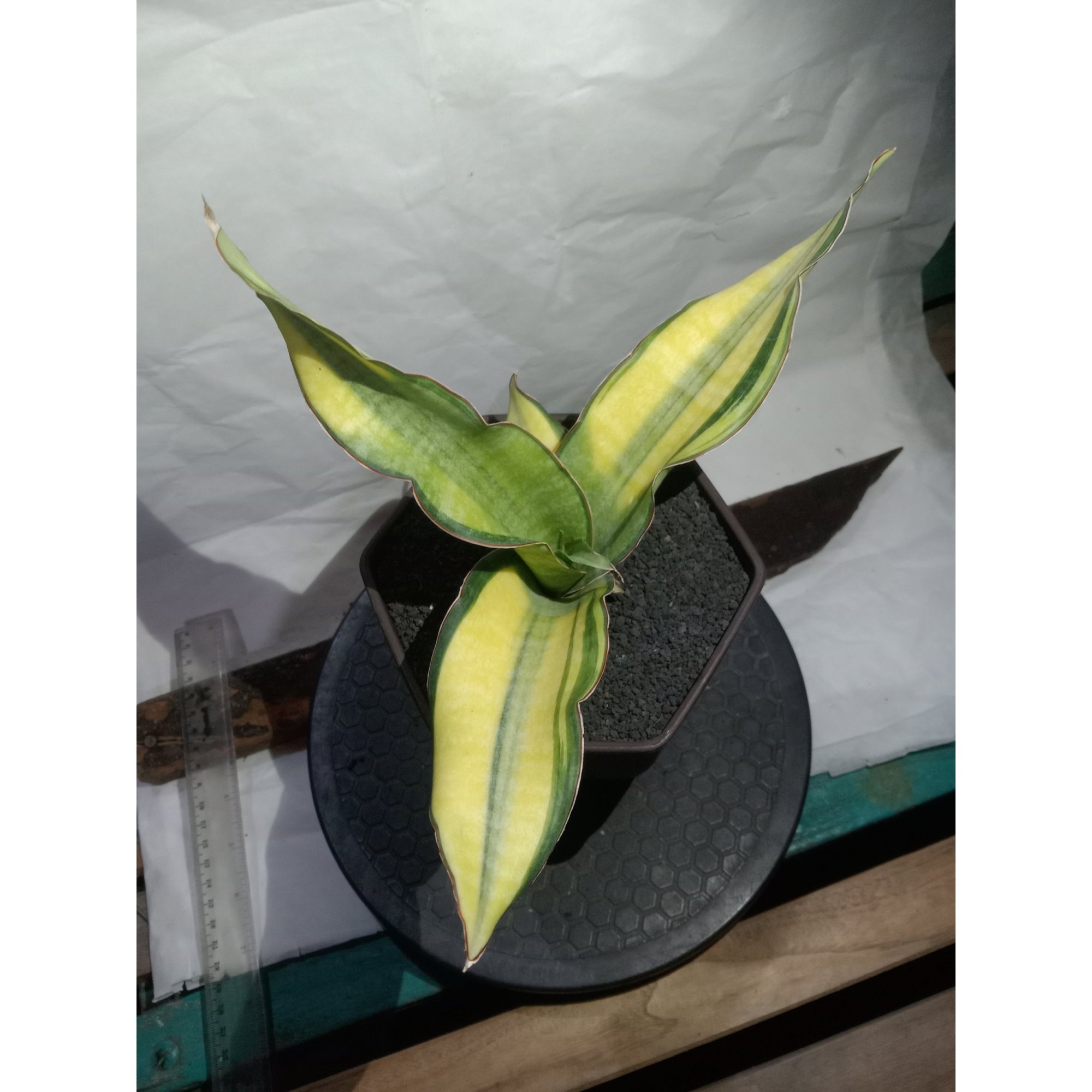 Sansevieria Silver Rose Yellow Variegated, real feature image plant. Picture taken directly from kaktus.id community Sansevieria farmer green houses.
