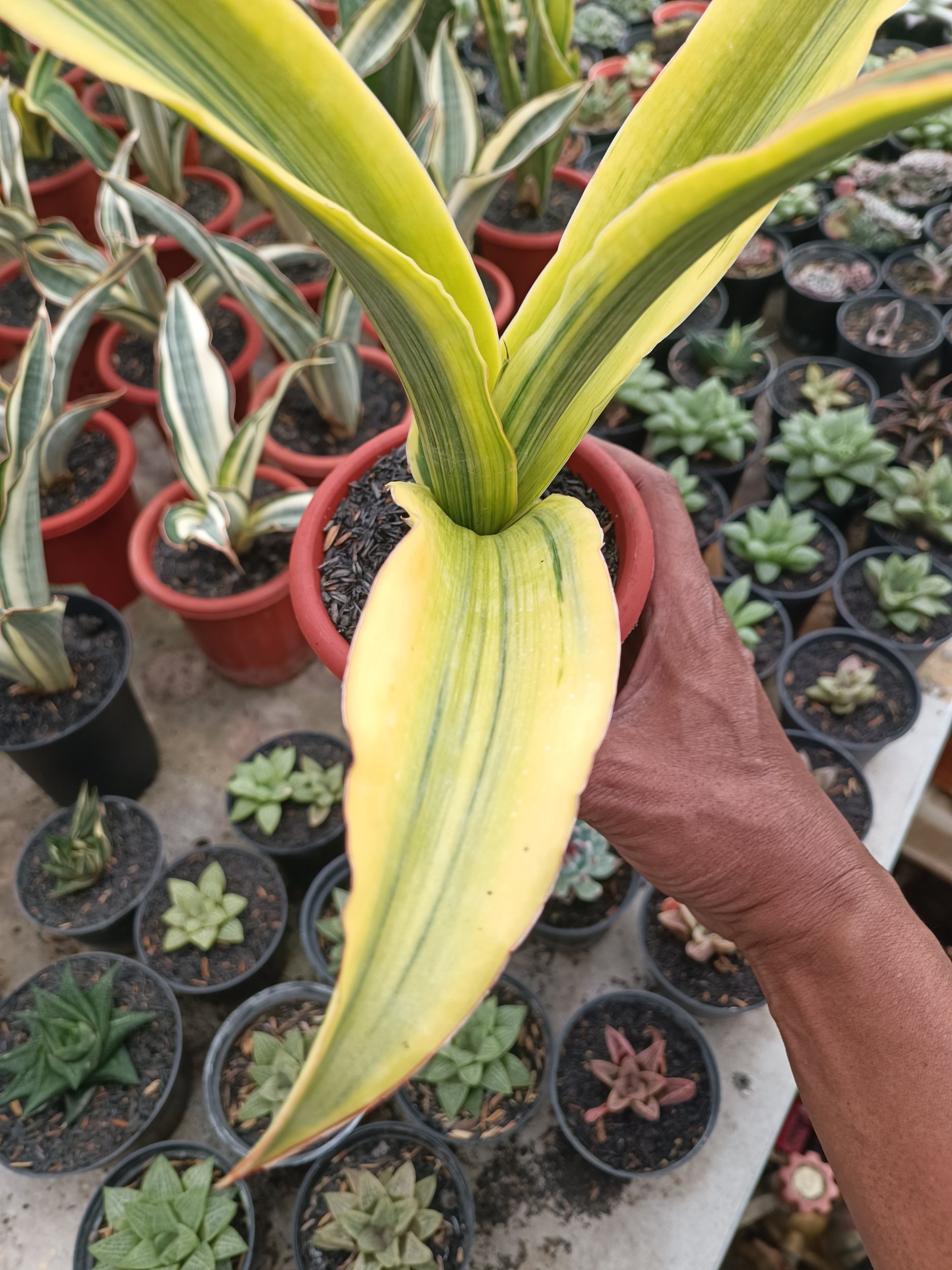 Sansevieria Adelia Variegated, real gallery image #1 plants. Picture taken directly from kaktus.id community Sansevieria farmer green houses.