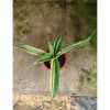 Sansevieria Adelia Variegated