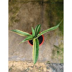 Sansevieria Adelia Variegated