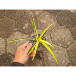 Sansevieria Aetophica Variegated