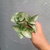 Sansevieria Agata Size 8 Cm 10 Pcs