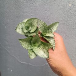 Sansevieria Agata Size 8 Cm 10 Pcs