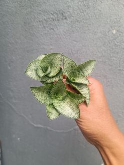 Sansevieria Agata Size 8 Cm 10 Pcs