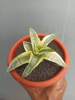 Sansevieria Ariela White Variegated, real gallery image #1 plants. Picture taken directly from kaktus.id community Sansevieria farmer green houses.